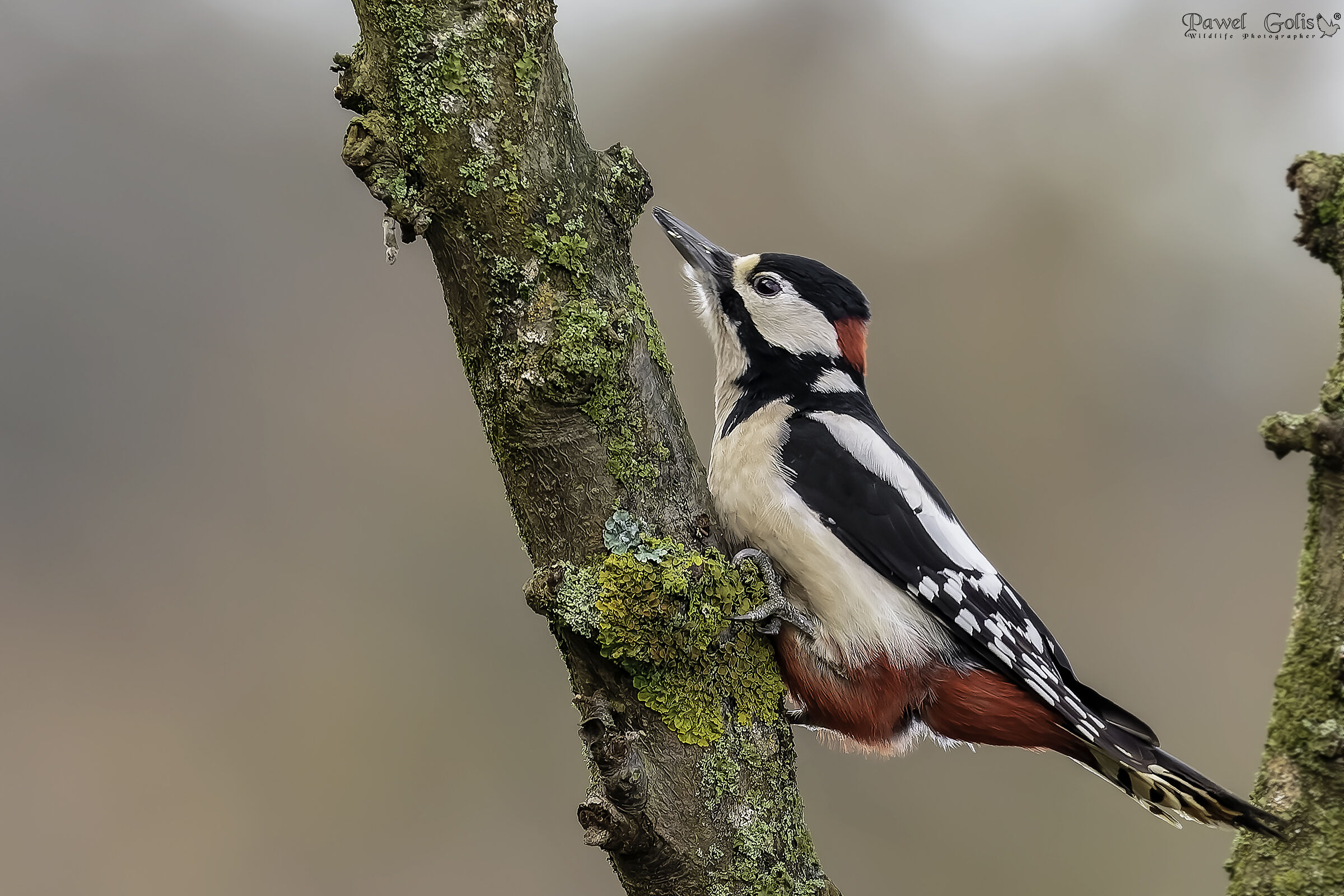 The great spotted woodpecker (Dendrocopos major)...