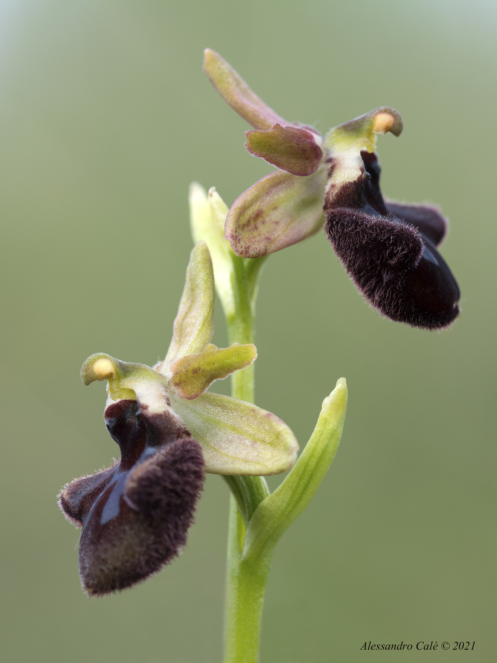 Ophrys incubacea 1820...