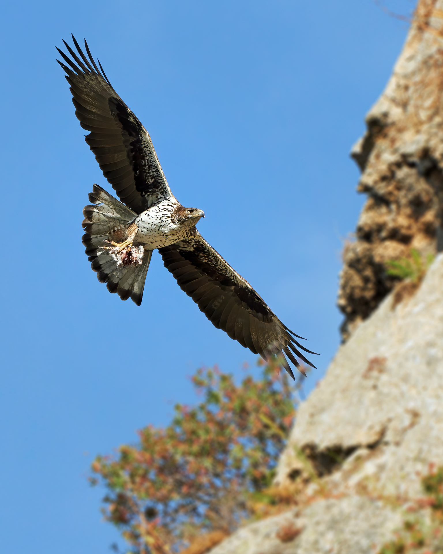 Male with prey...