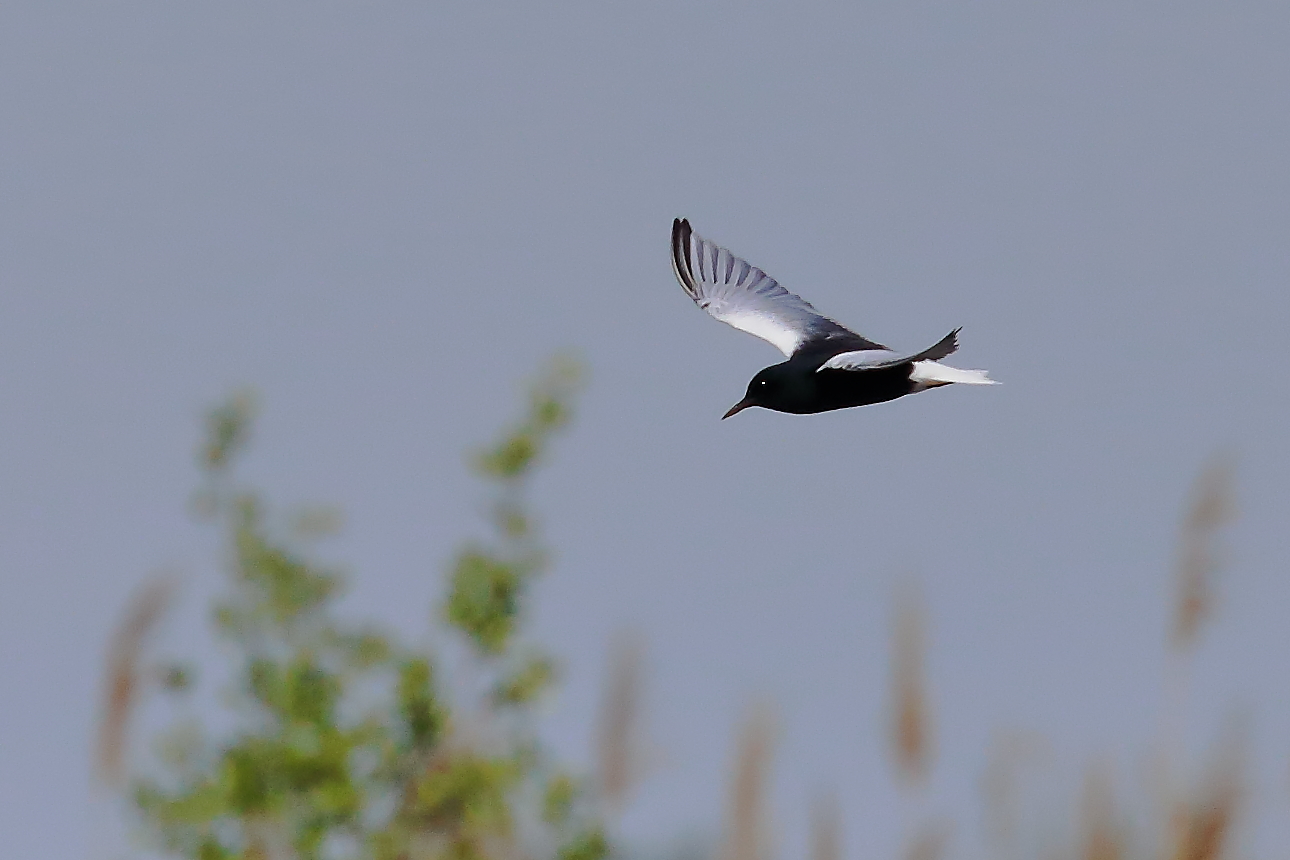 white-winged tern...