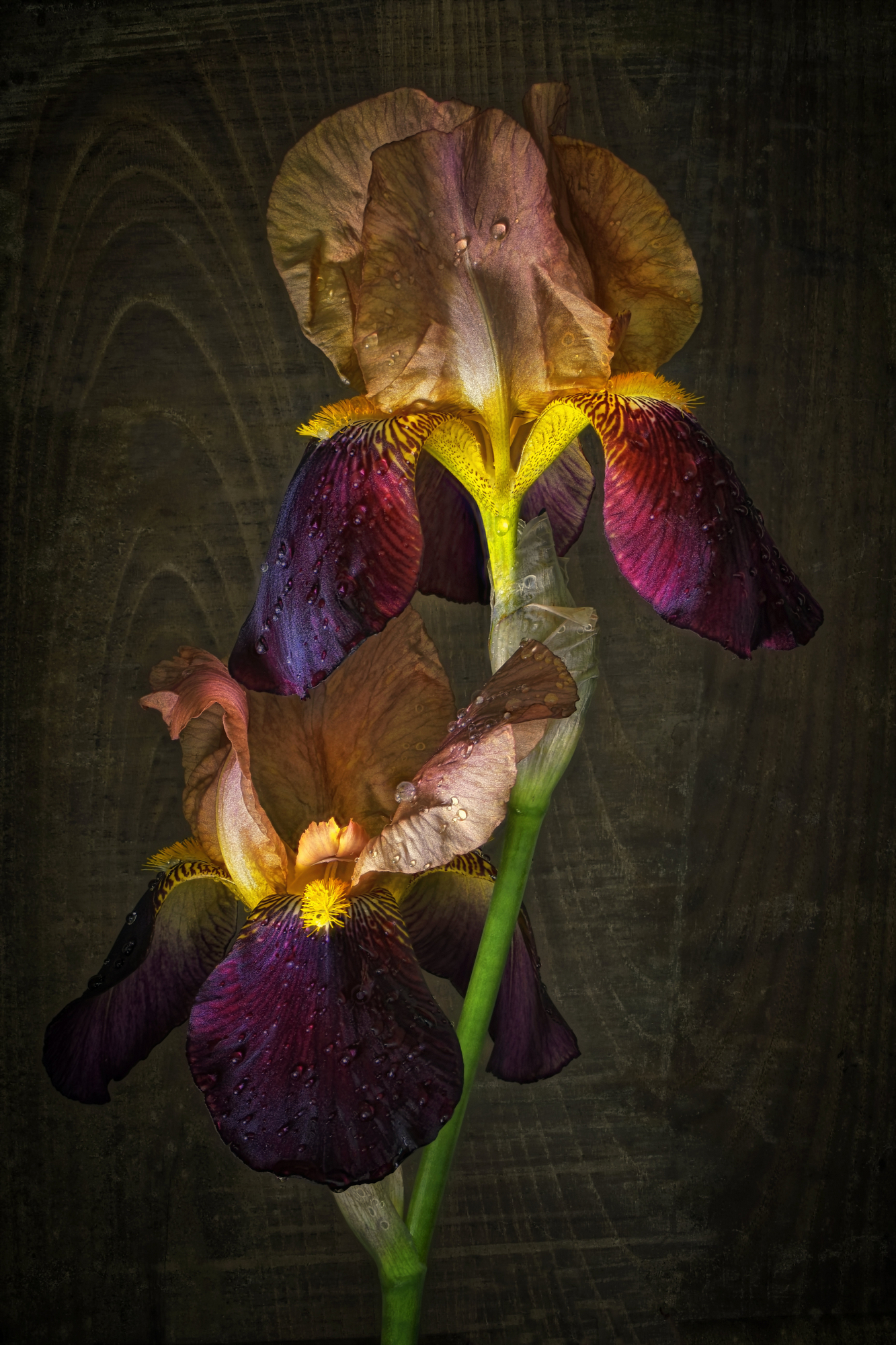 Romantic irises...