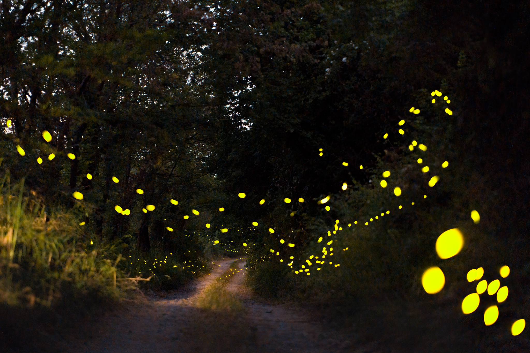 :: Fireflies trail ::...