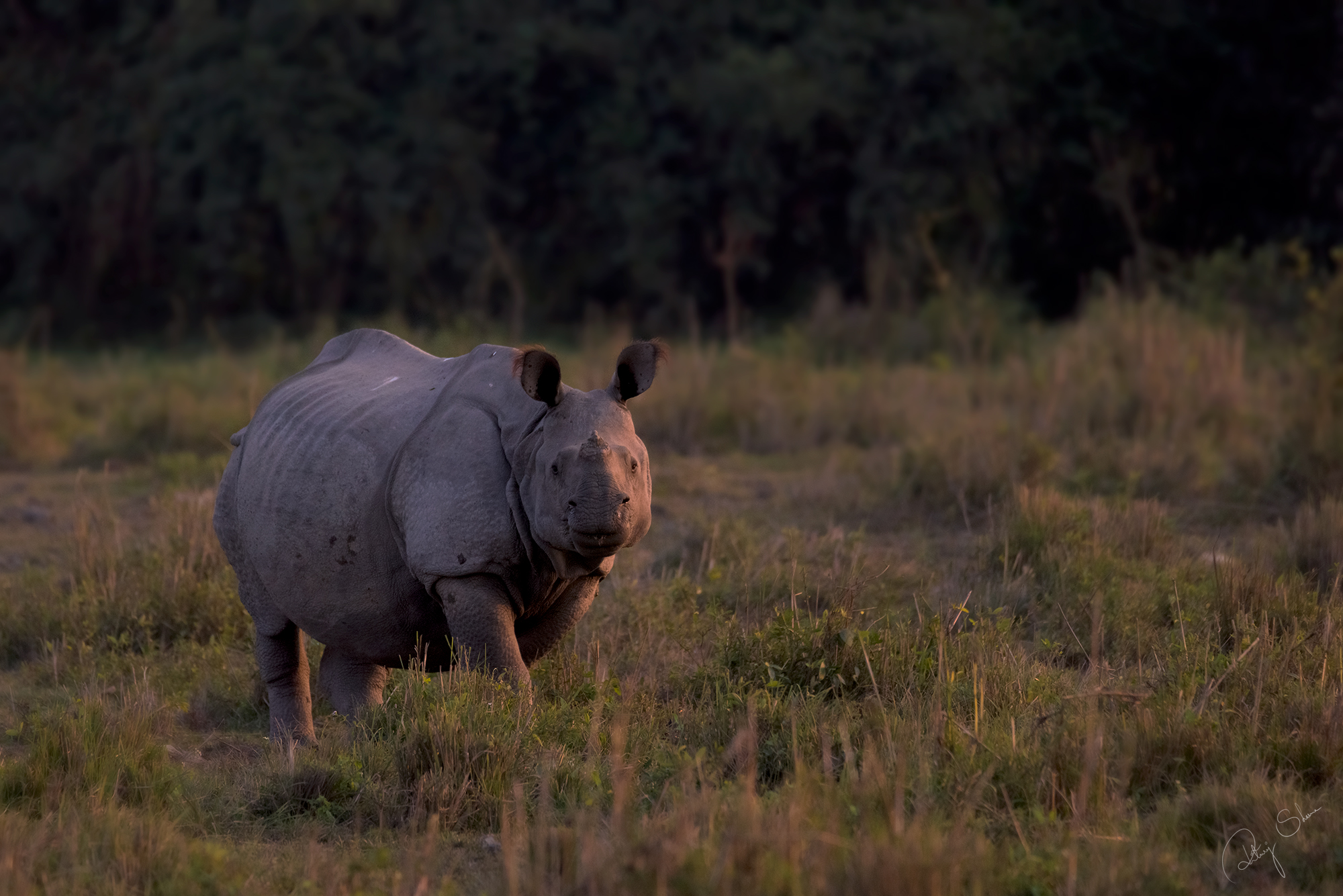 Rinoceronte indiano con un corno solo...
