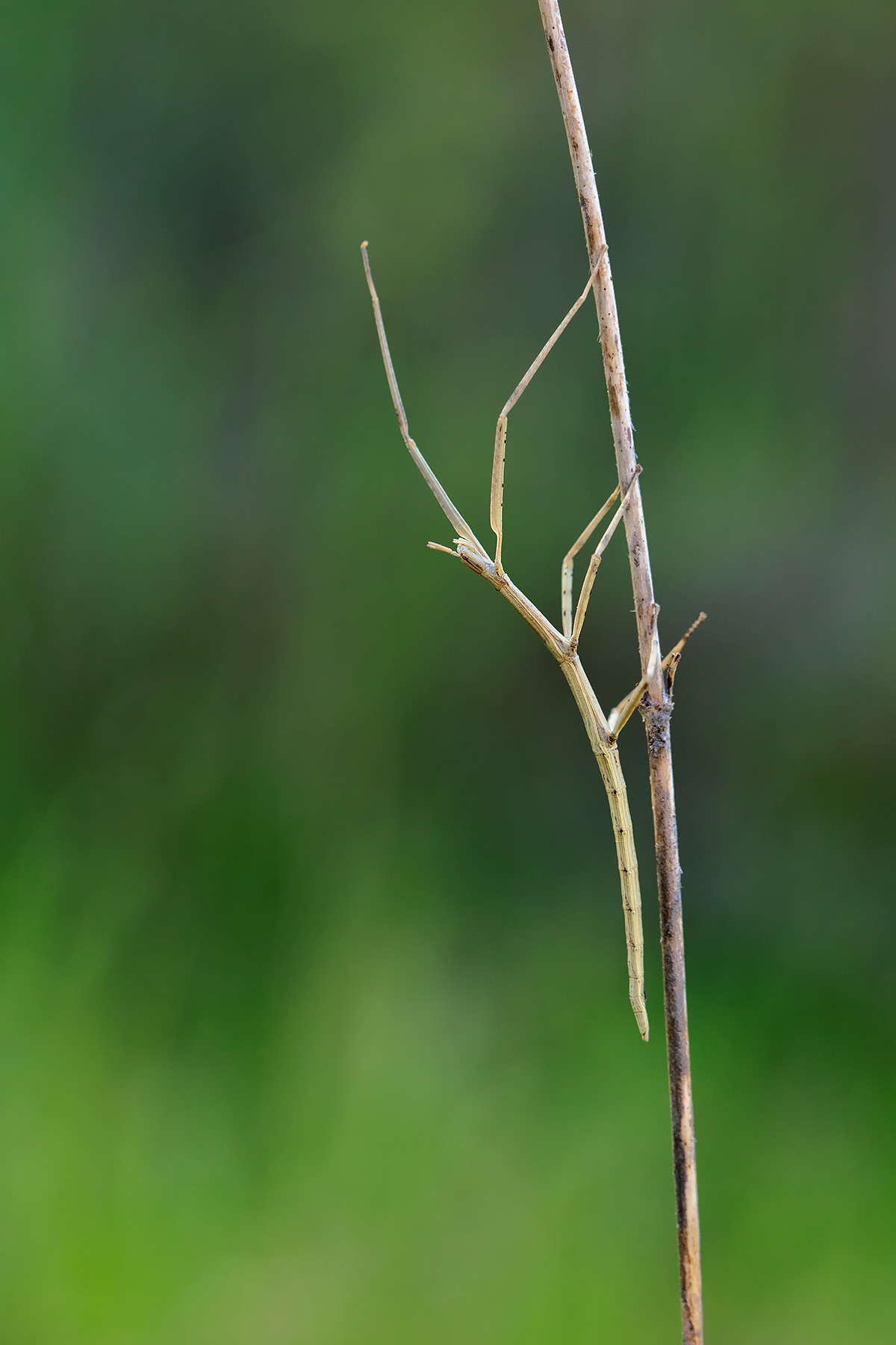 Stick insect...