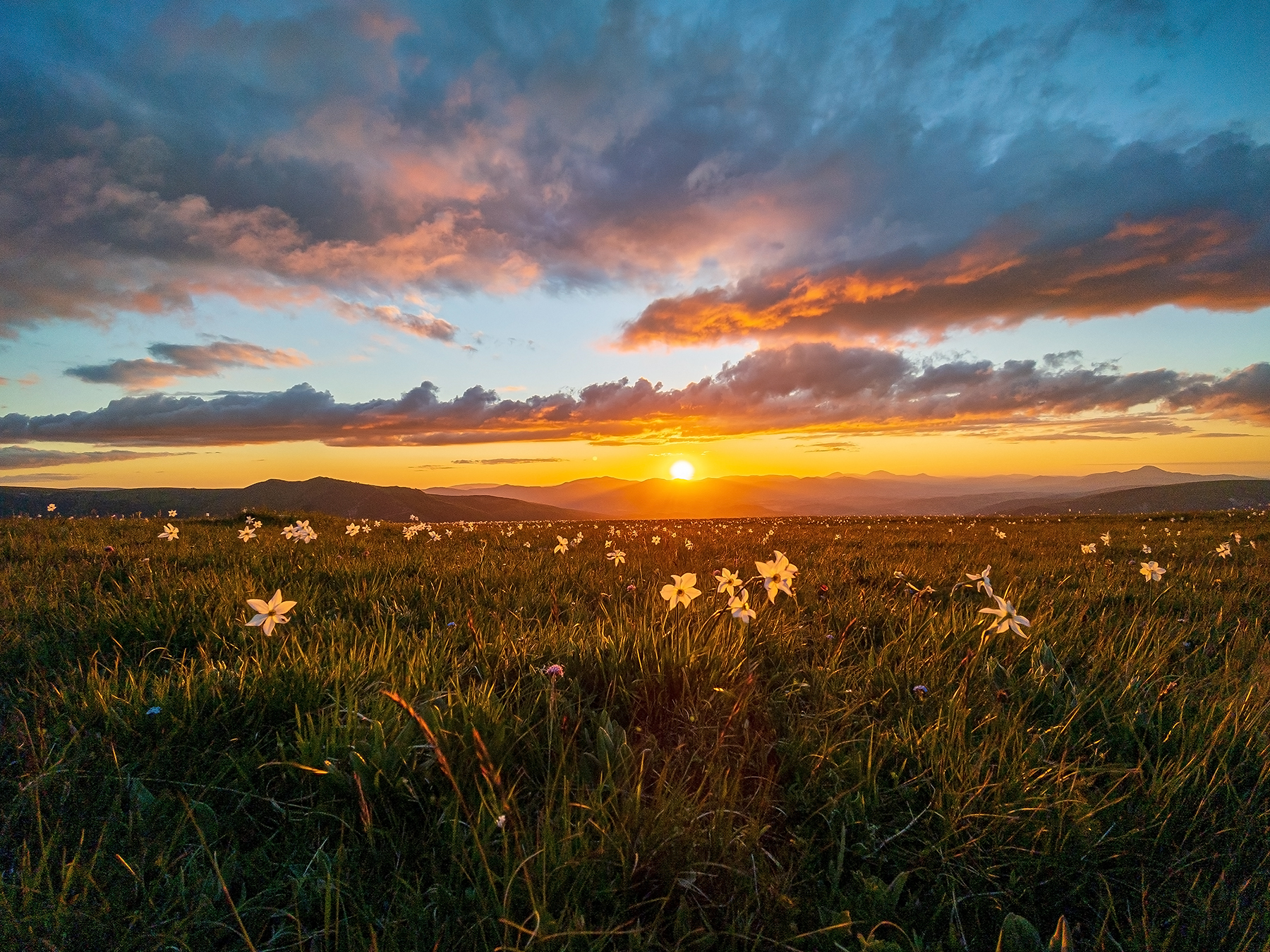 Daffodils at sunset...