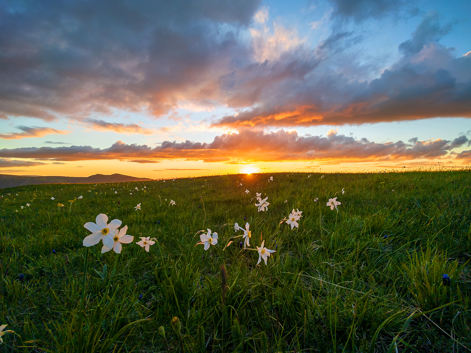 Daffodils at sunset 3...