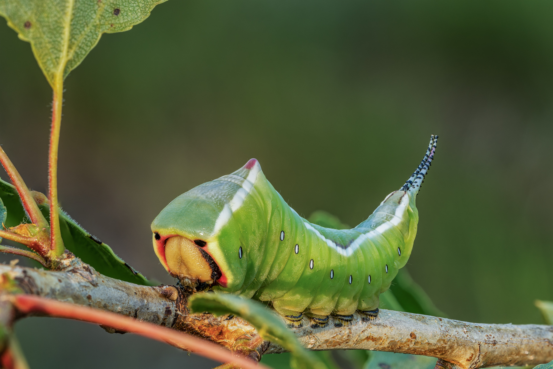Caterpillar of Caerula Vinula...