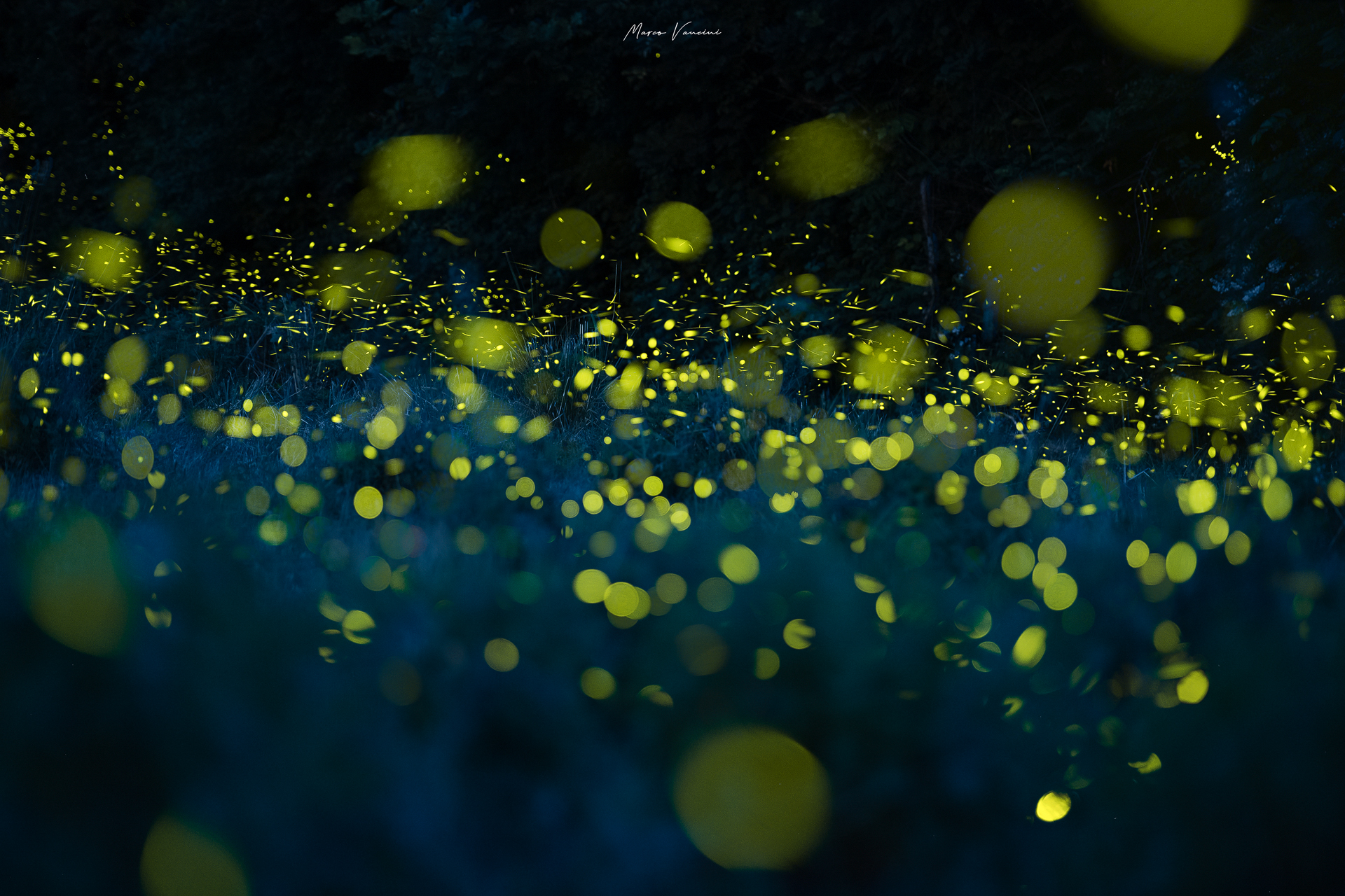 Fireflies are back.....