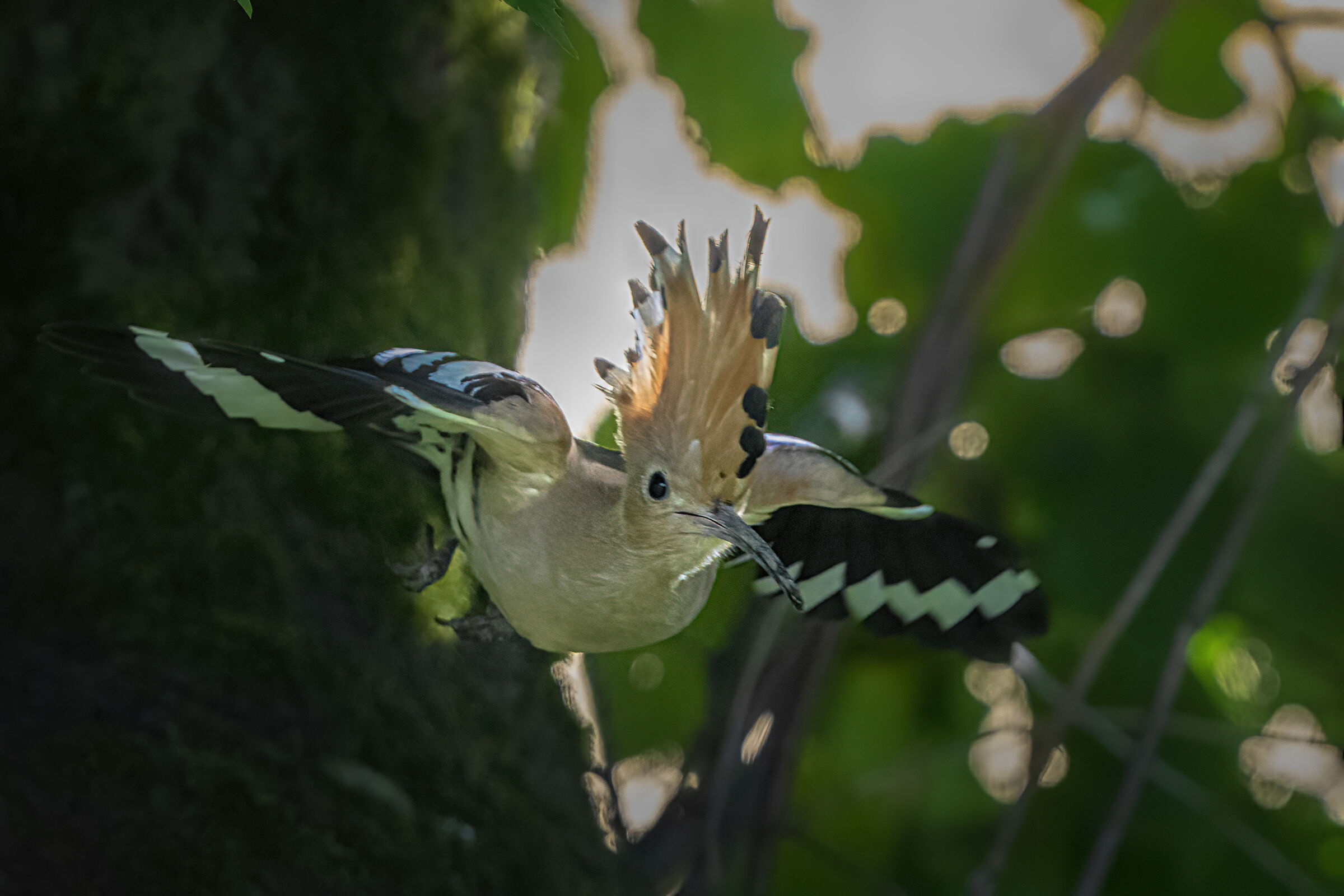 hoopoe...