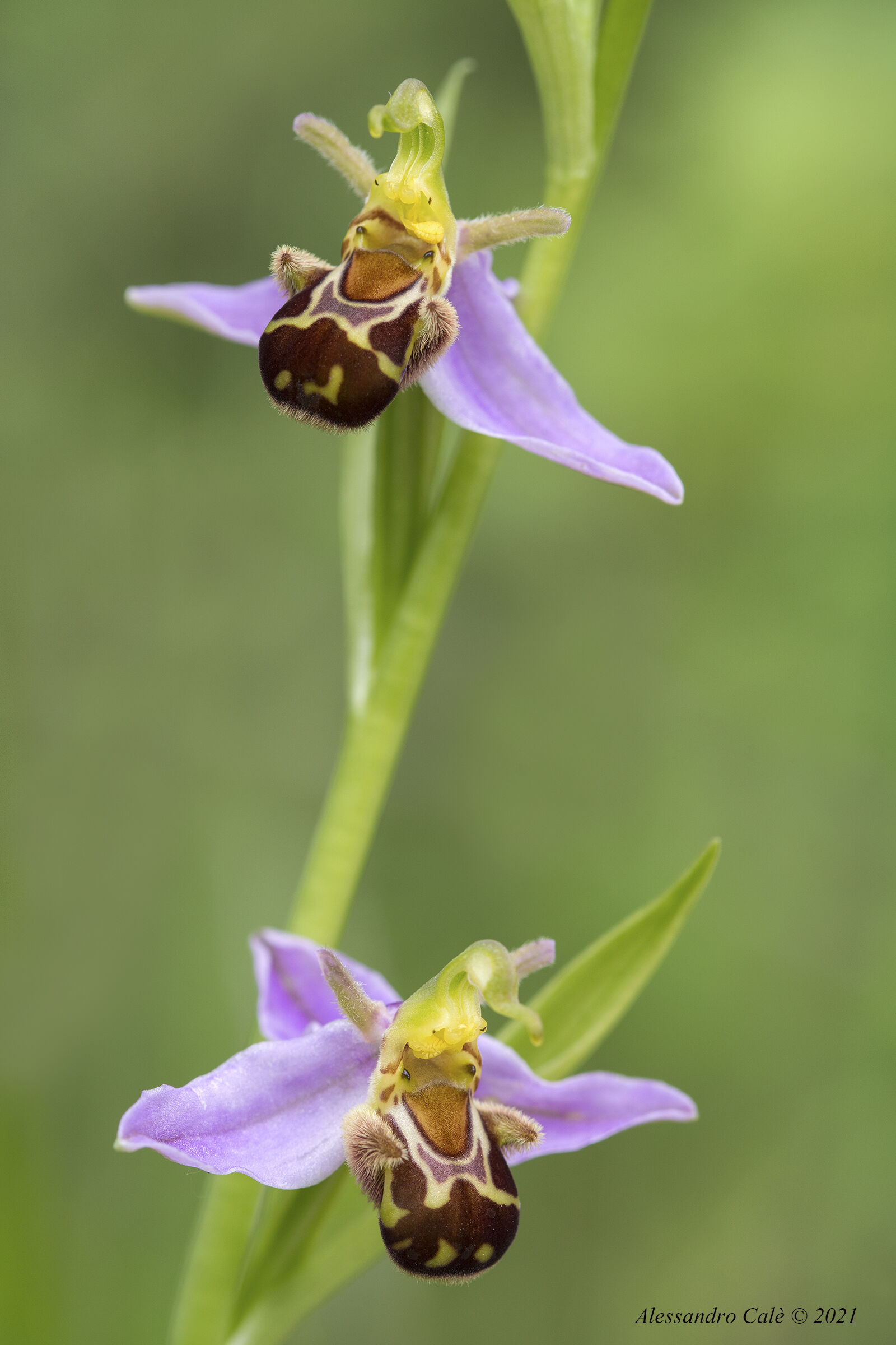 2993 Ophrys apifera...