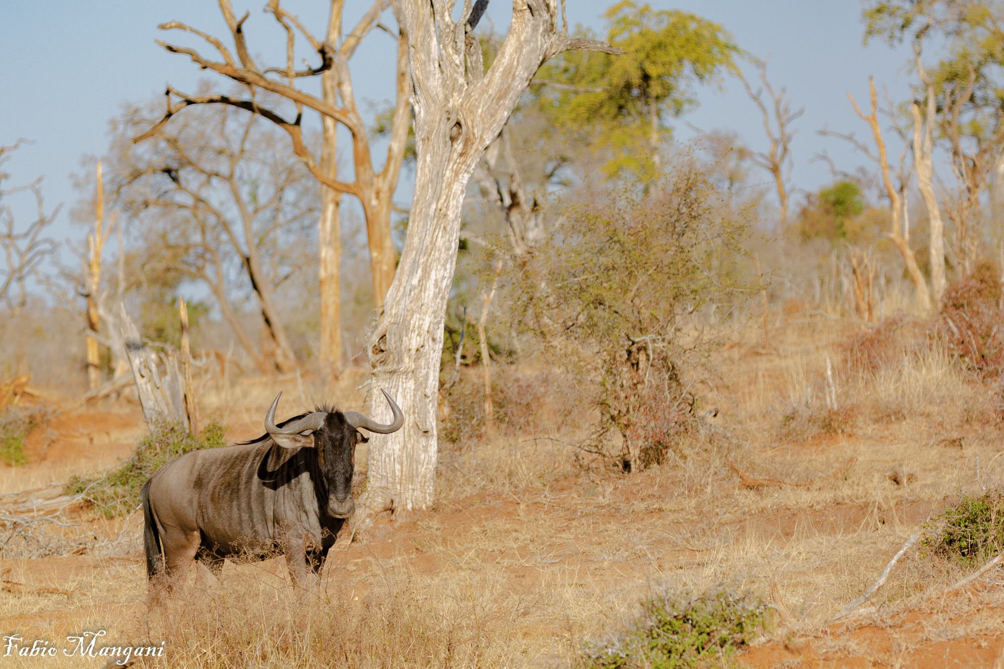 GNU   Parco Kruger - Sud Africa...