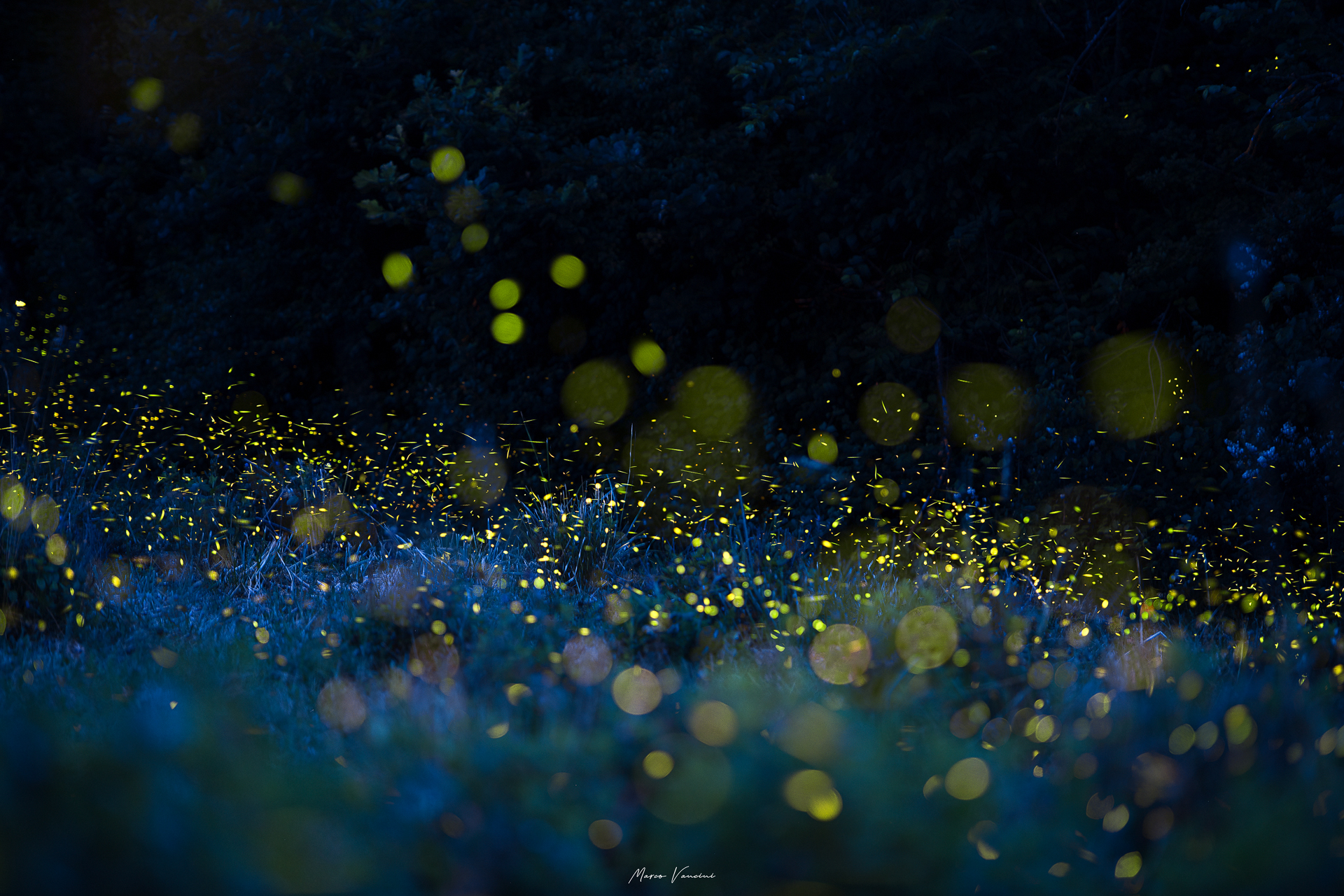 The Dance of fireflies ...
