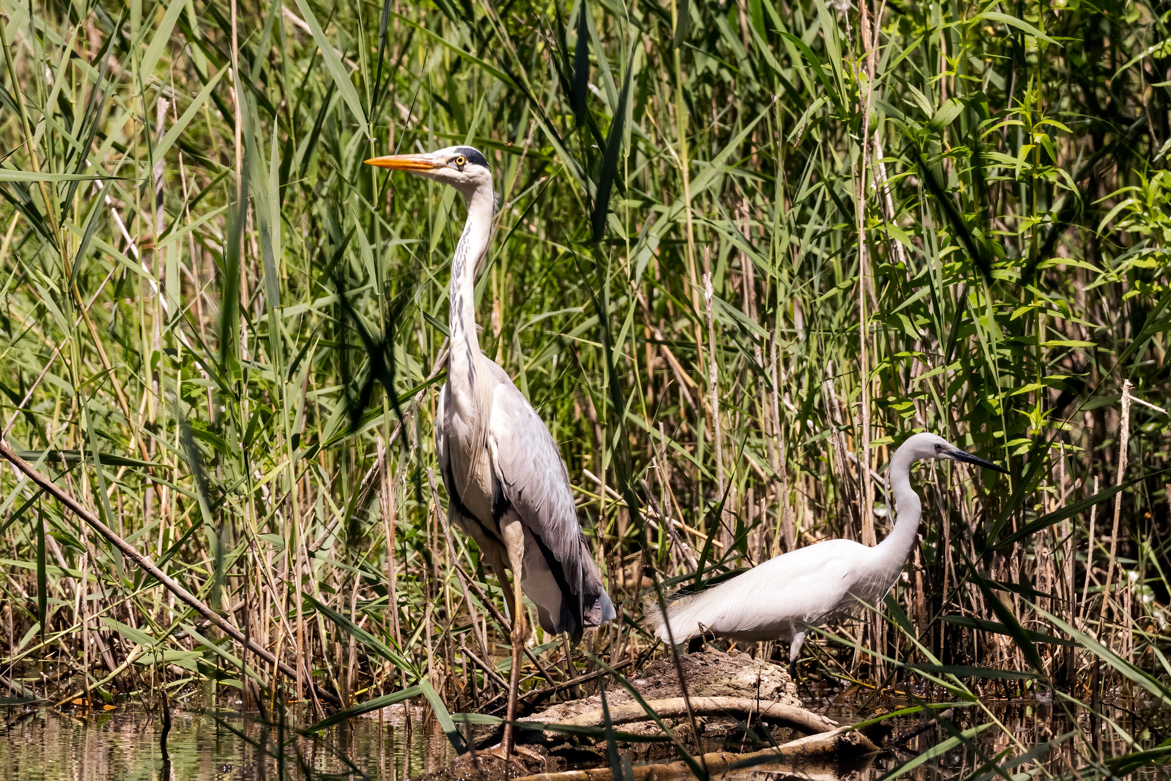 Cohabitation... the heron and the gargetta...