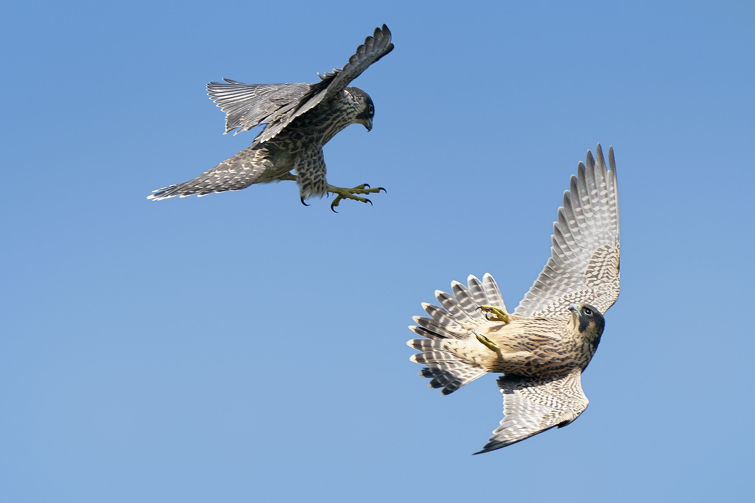 Acrobatic games of young peregrine falcons in flight....