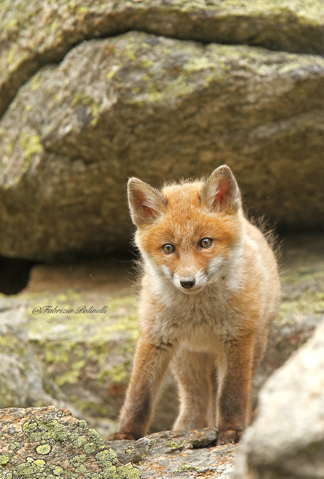 fox cub...