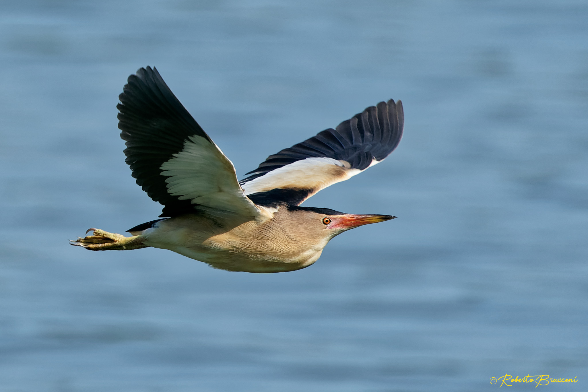 little bittern...