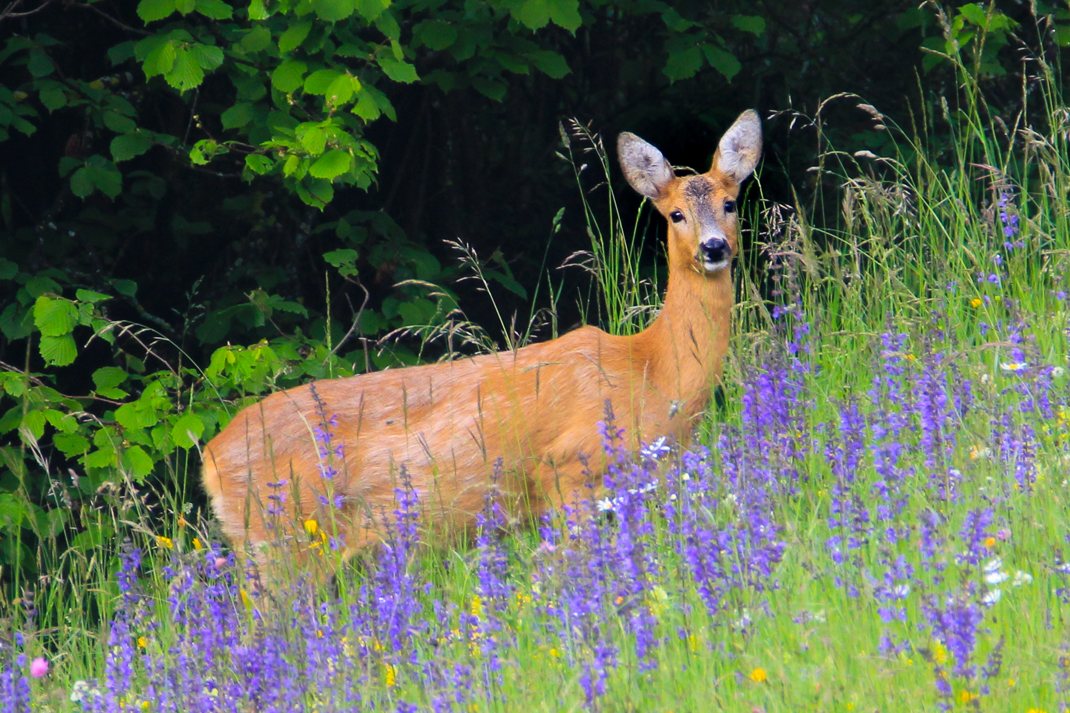 Female roe deer in spring...
