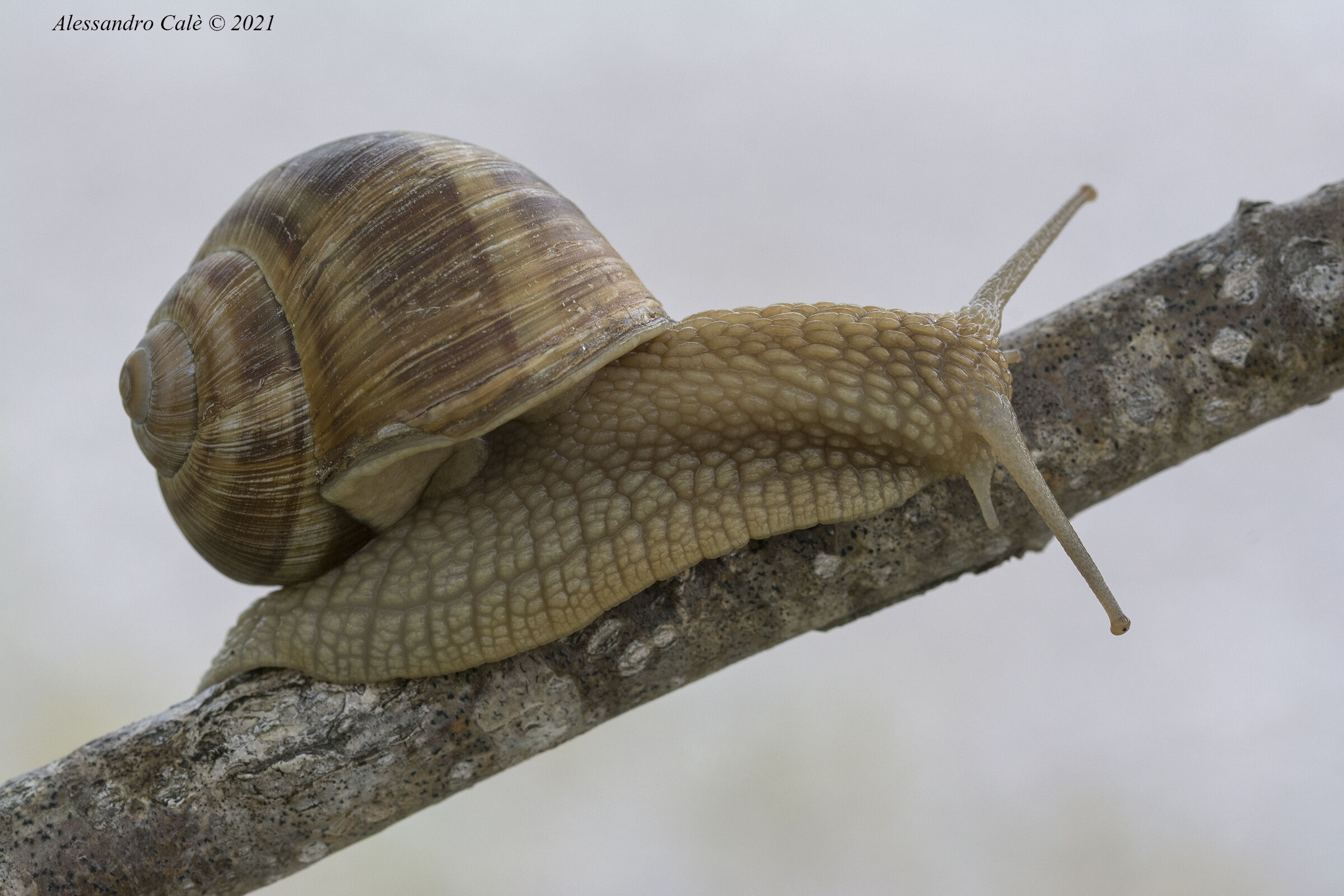 Helix pomatia (Snail) 3058...