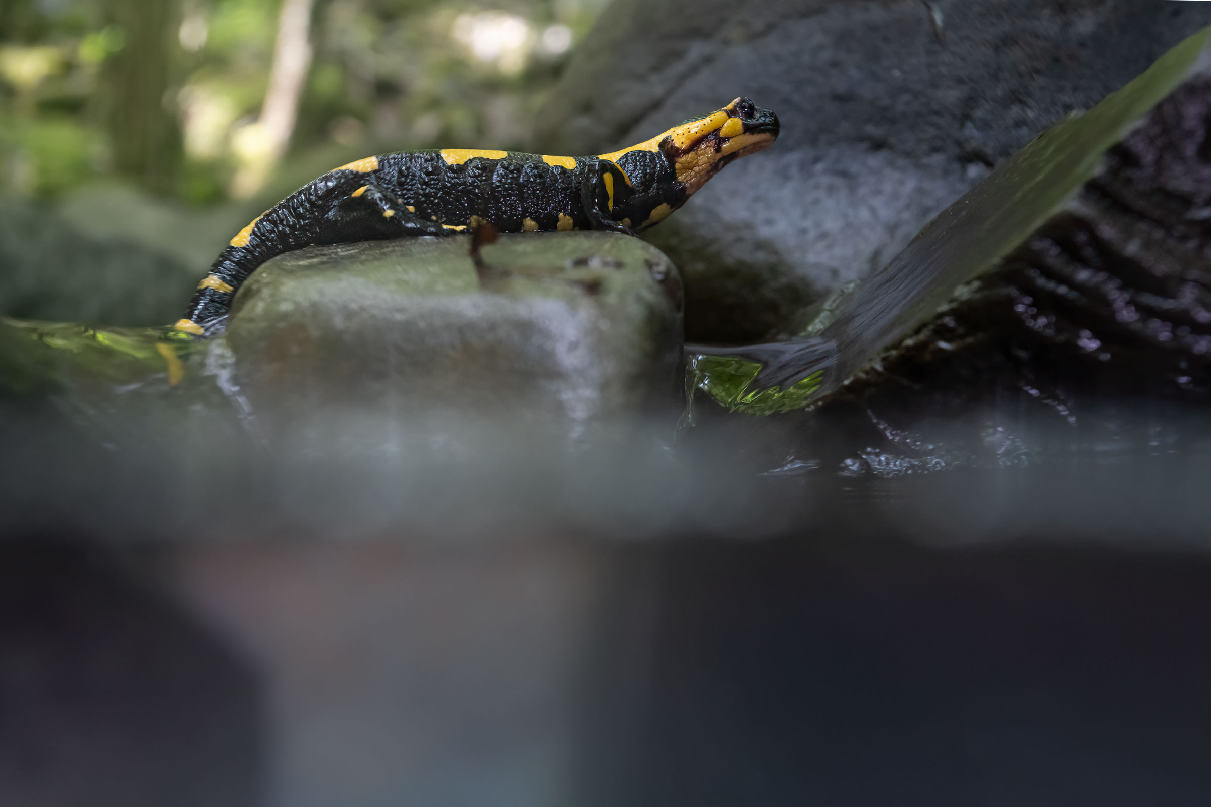 Salamander bit in the stream...