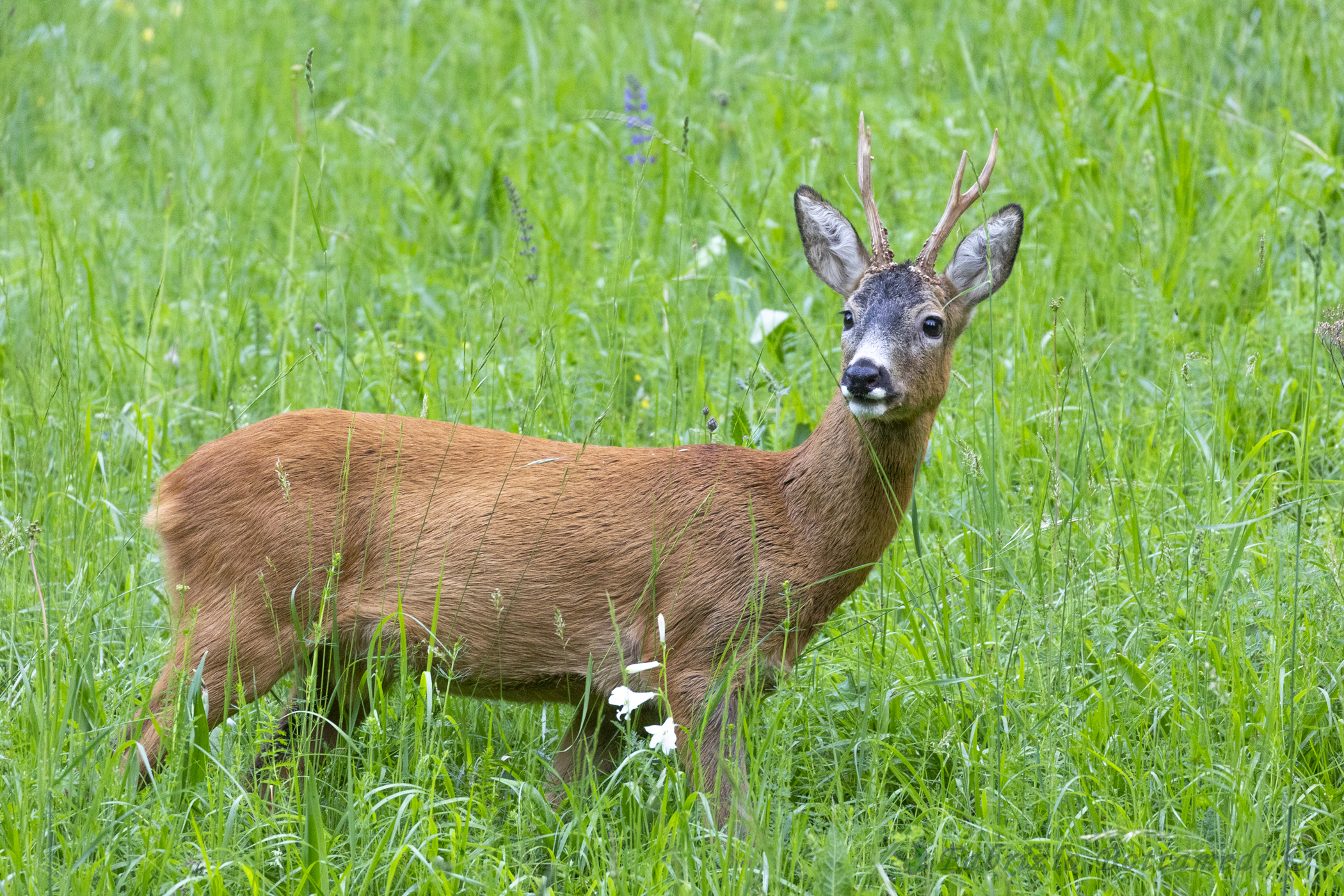 Handsome Male of Roe deer ...