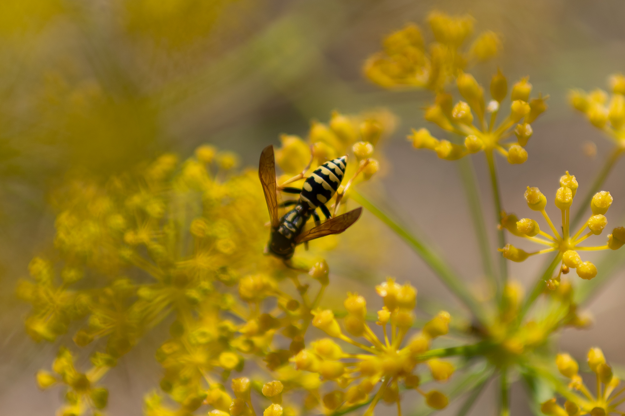The plunge wasp...