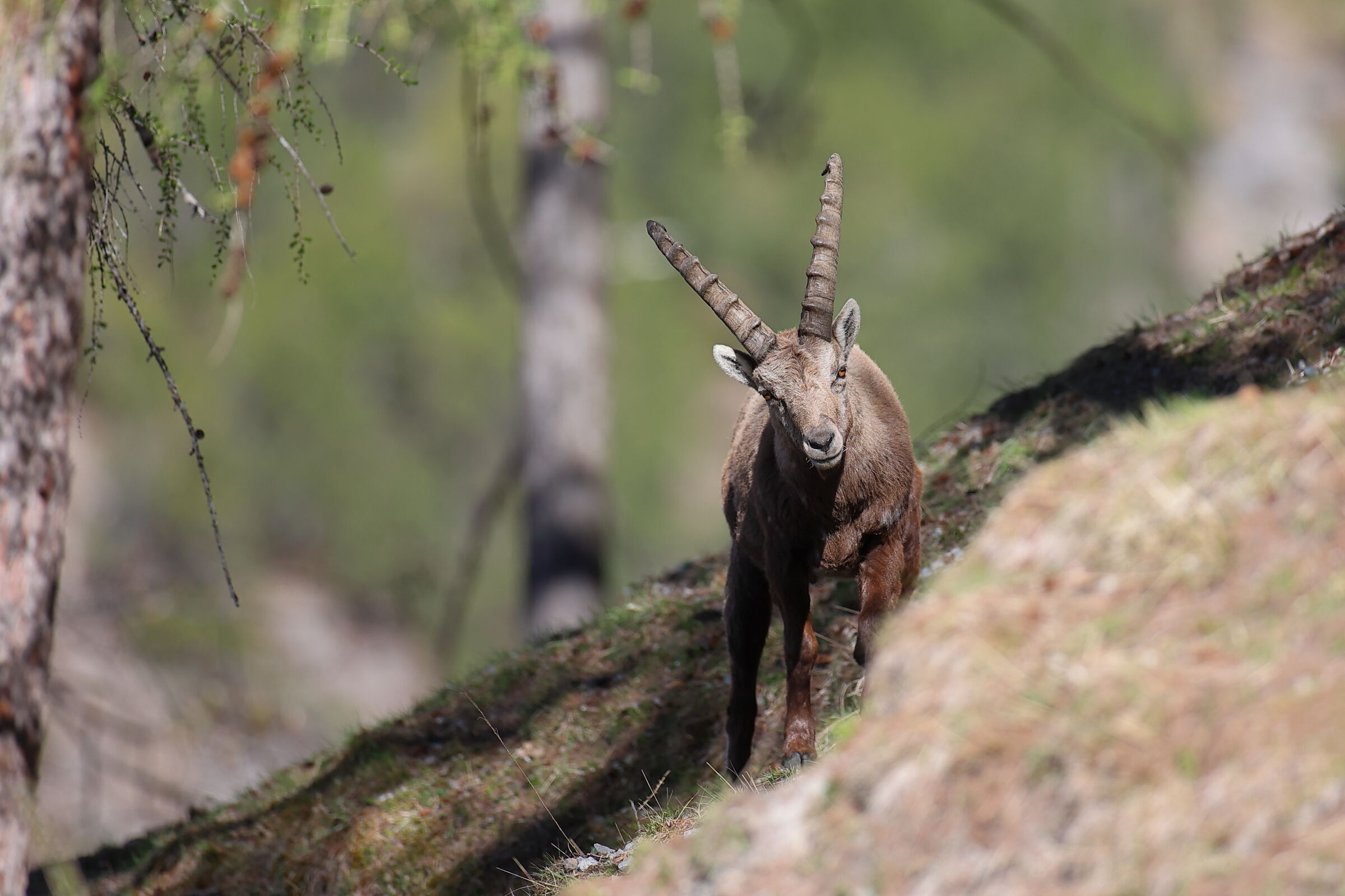 Young Male Ibex...