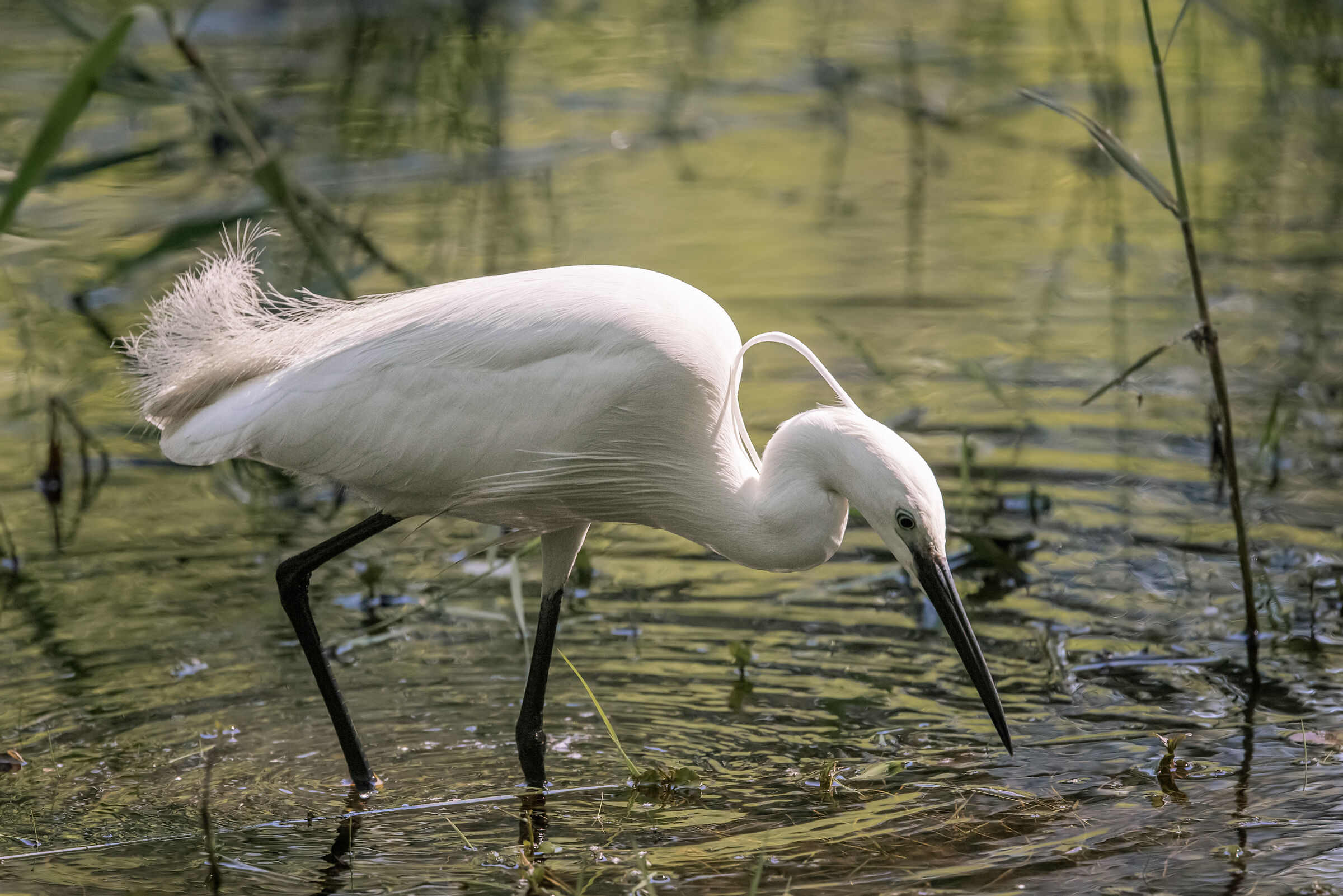The egret in search of food...