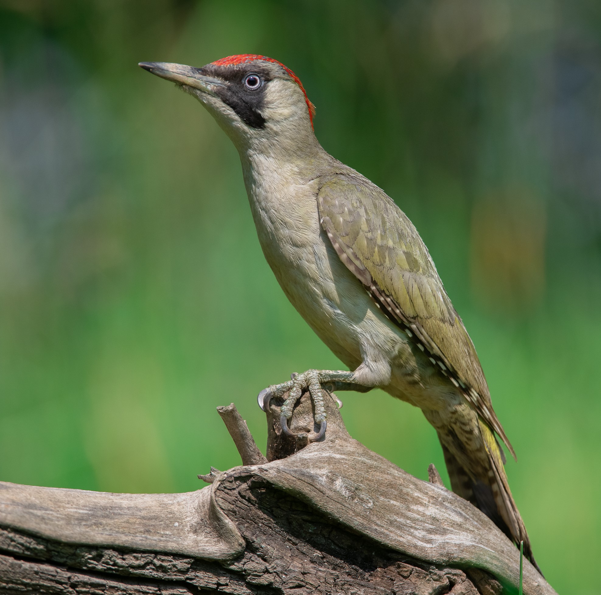 Female green woodpecker...