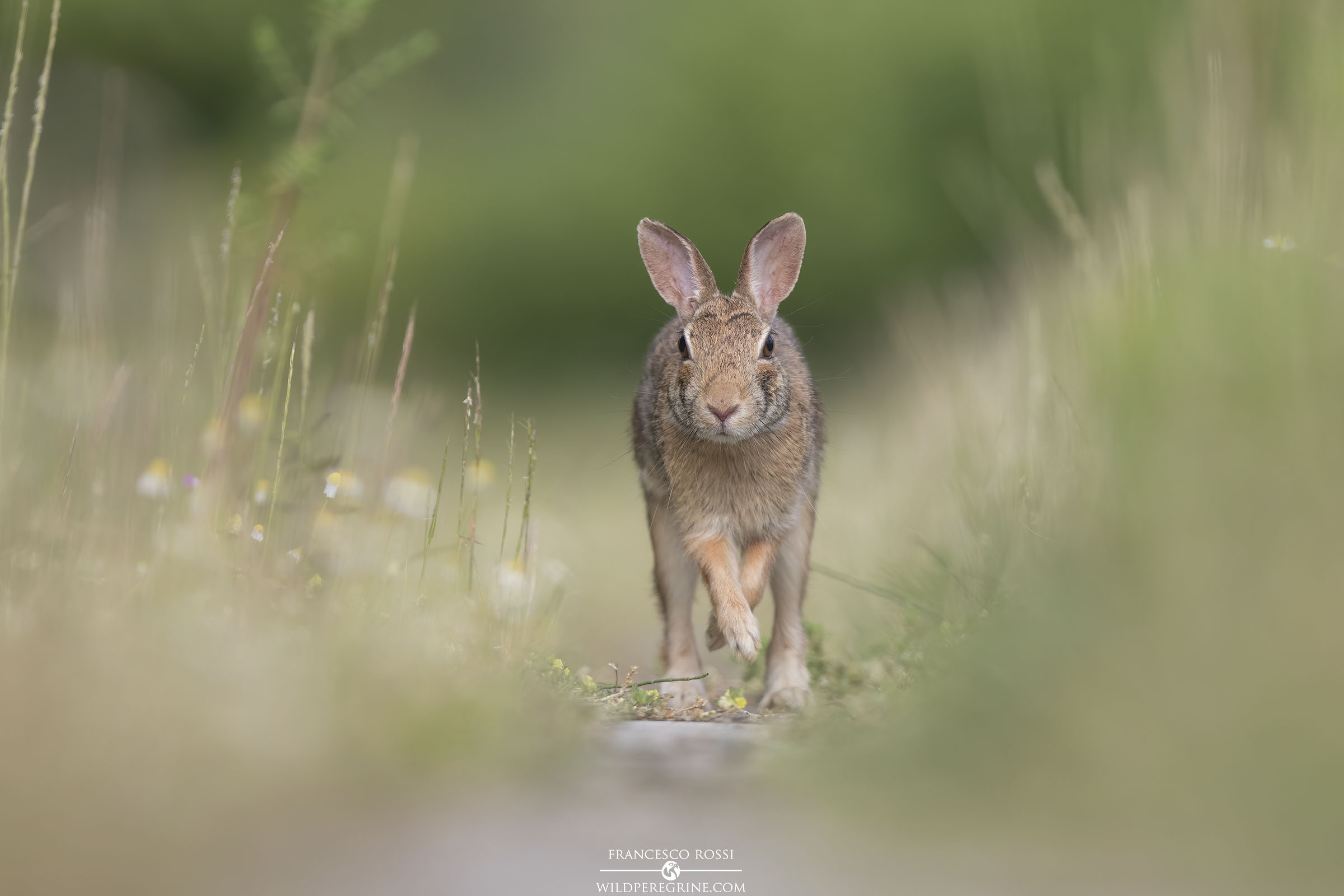 Mini-hare...