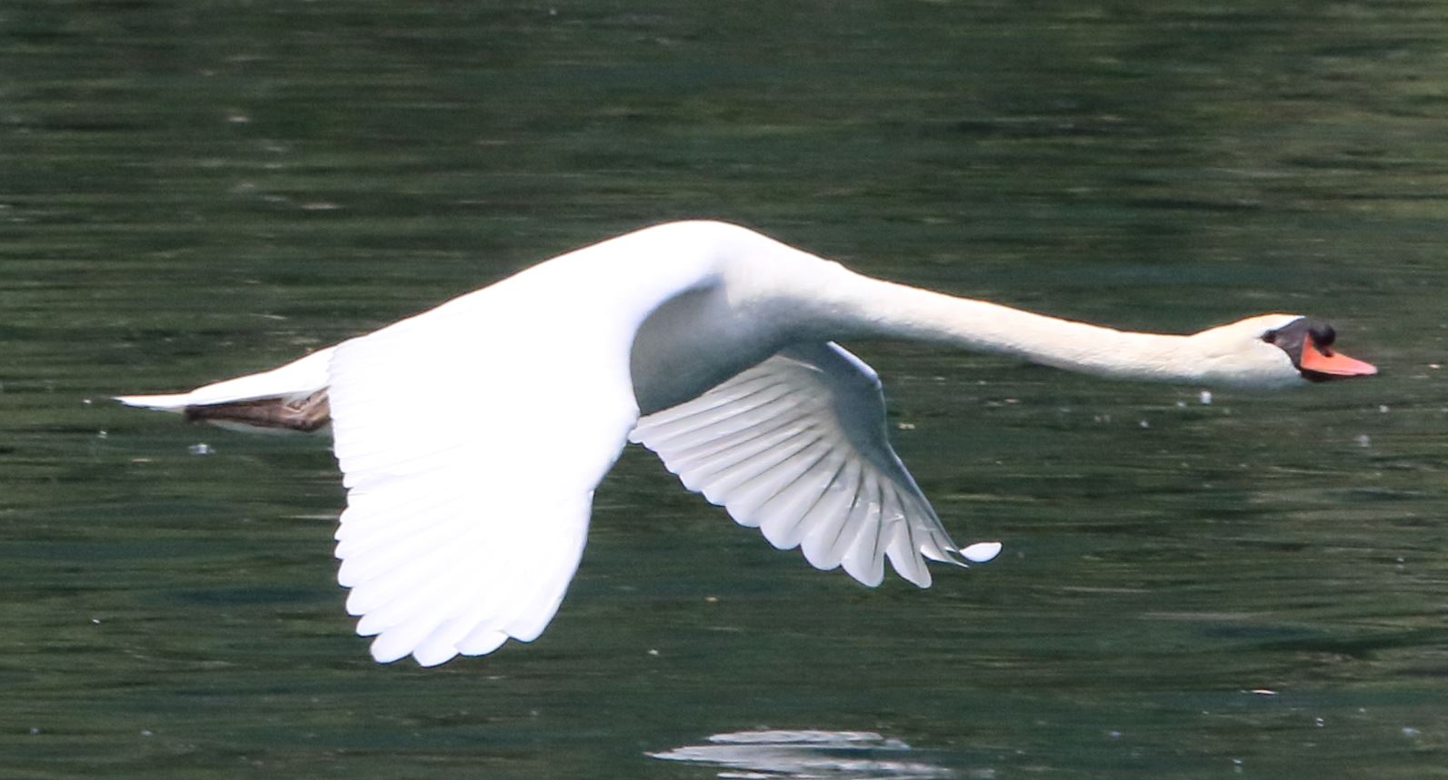 swan in flight...