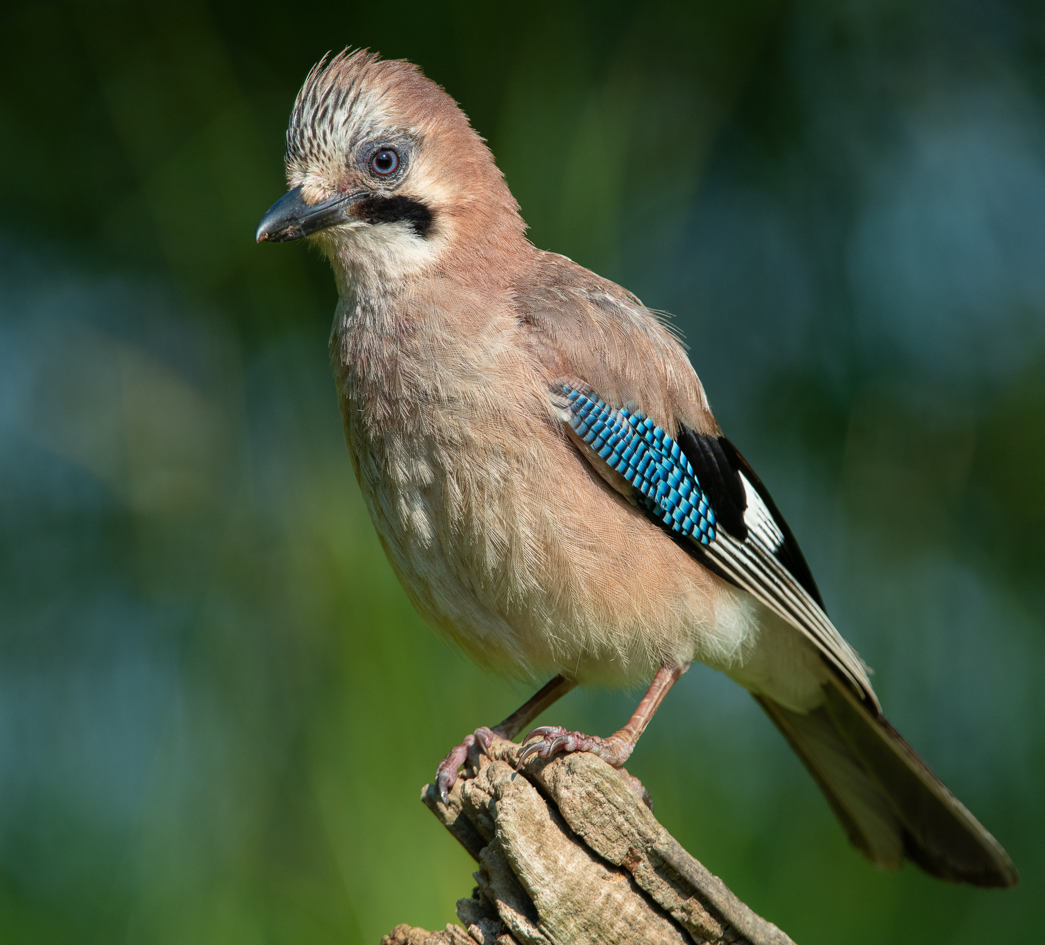 Jay in the early hours of the morning...