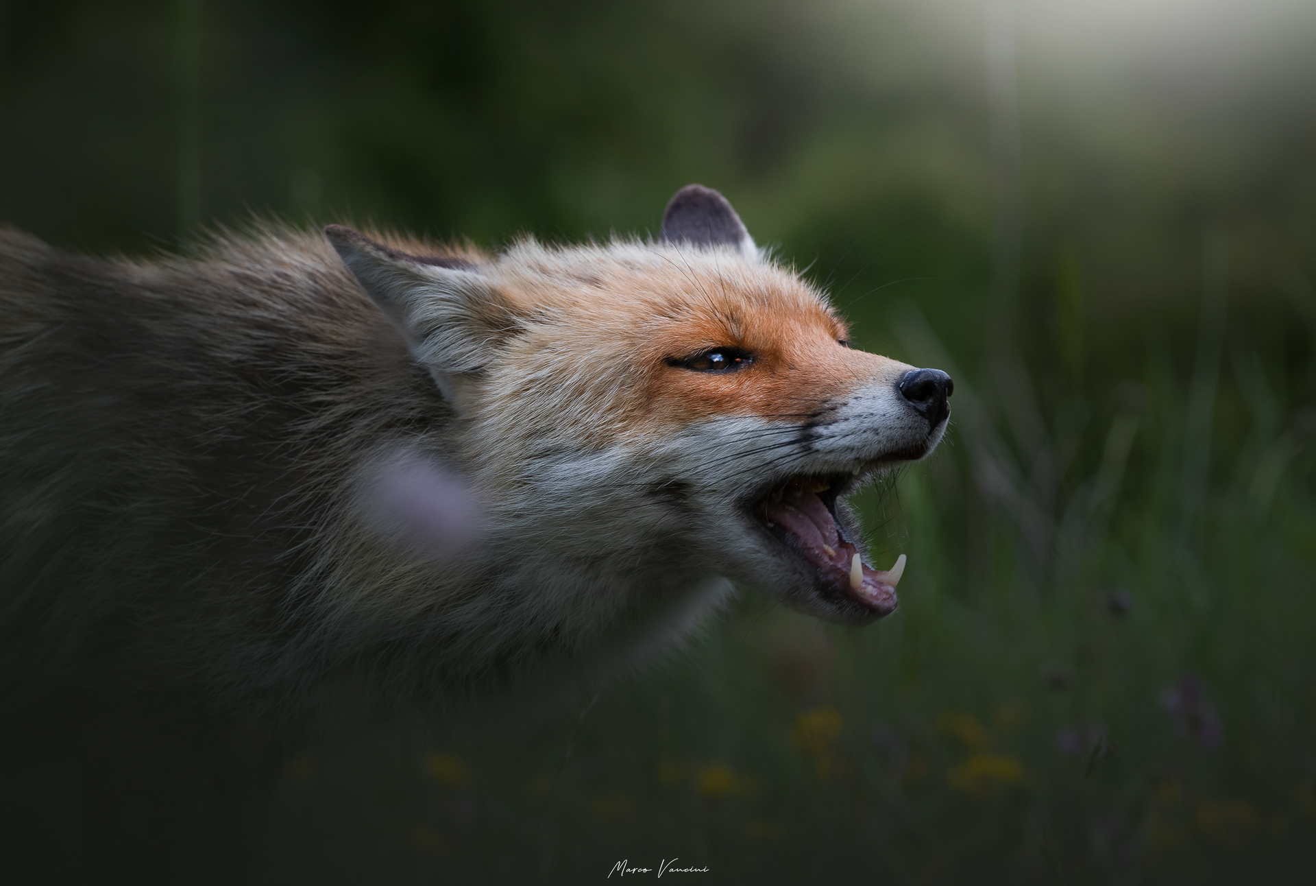 Always beautiful the fox ...