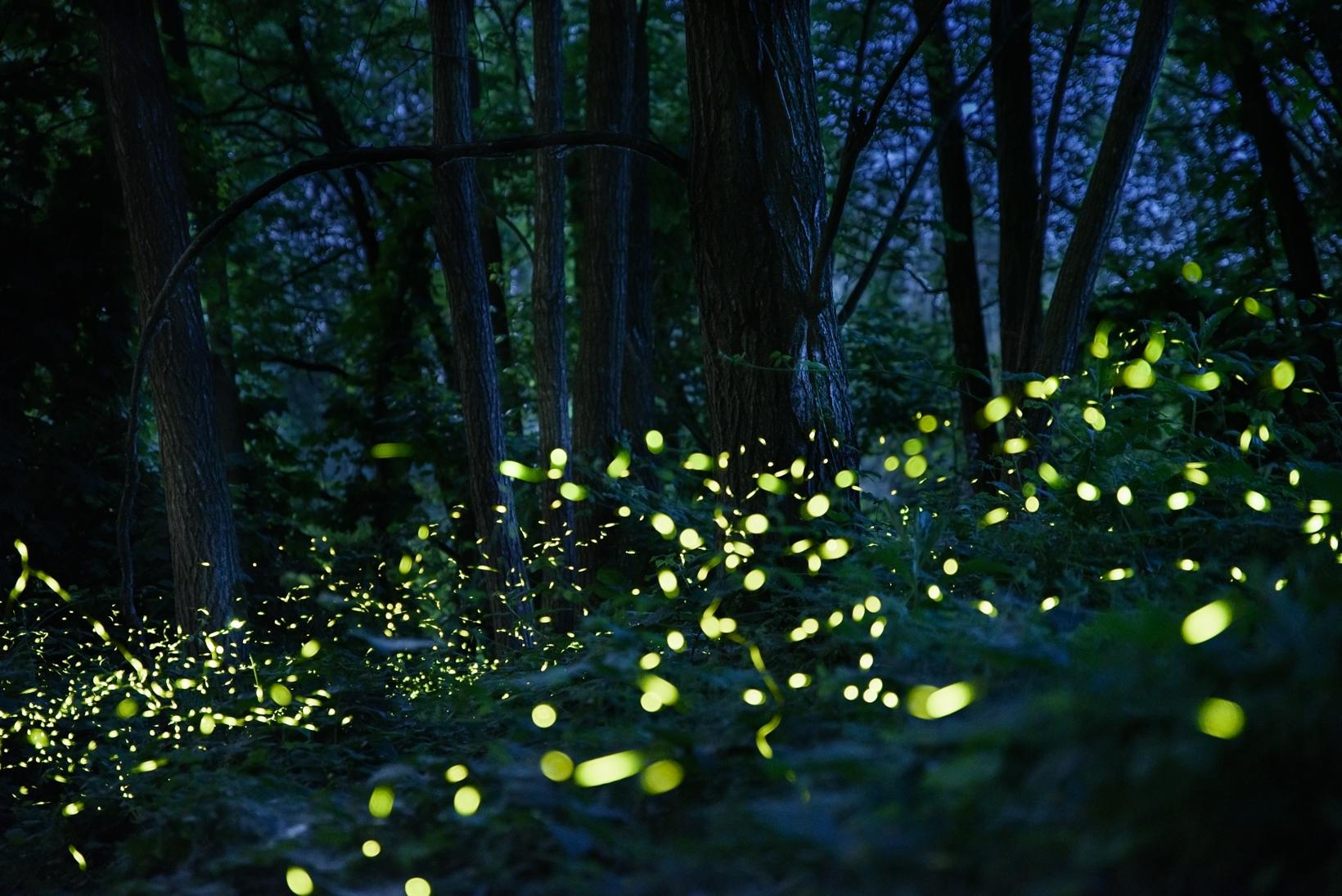 Fireflies...