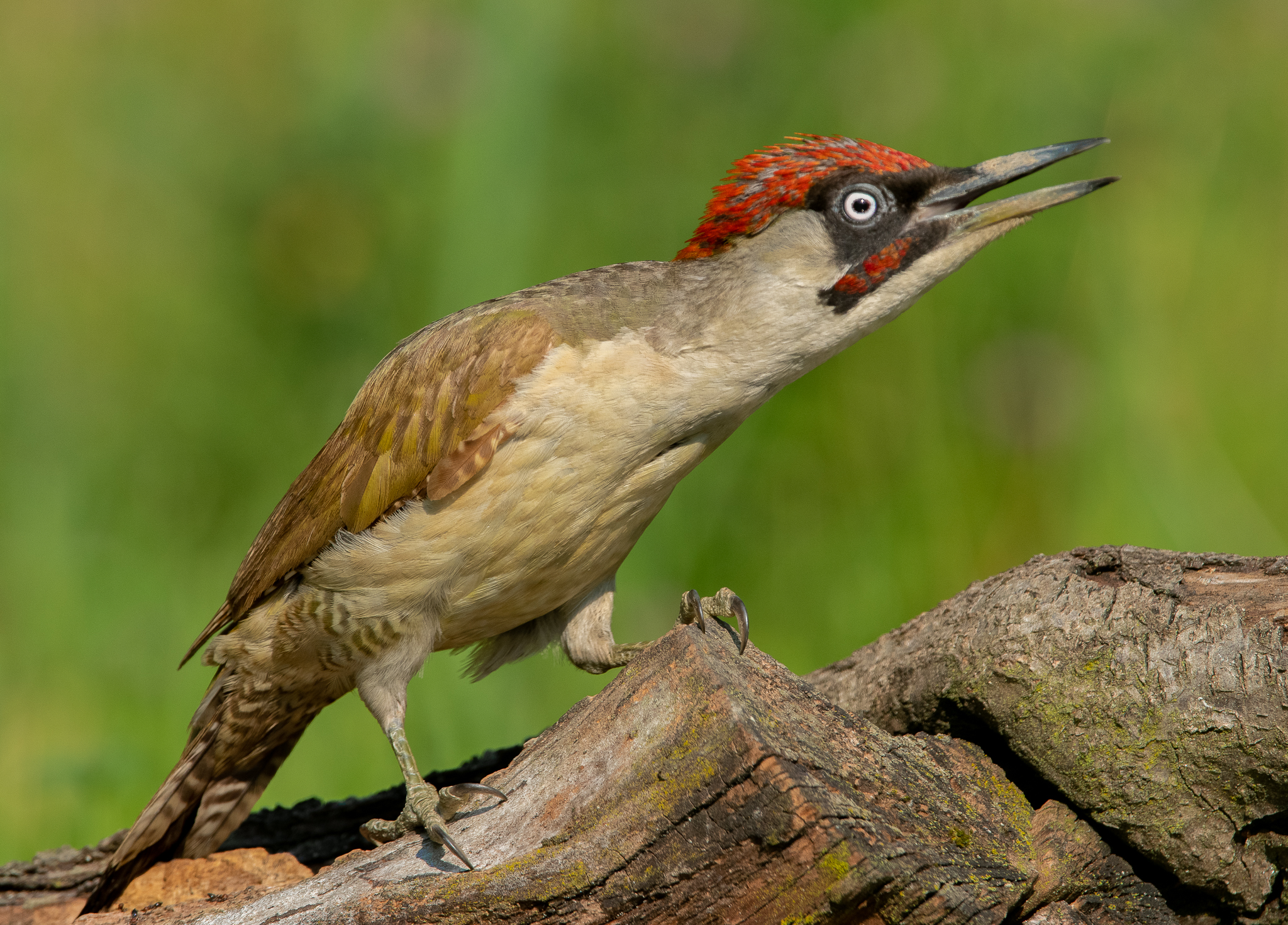Green woodpecker disturbed by an jay...