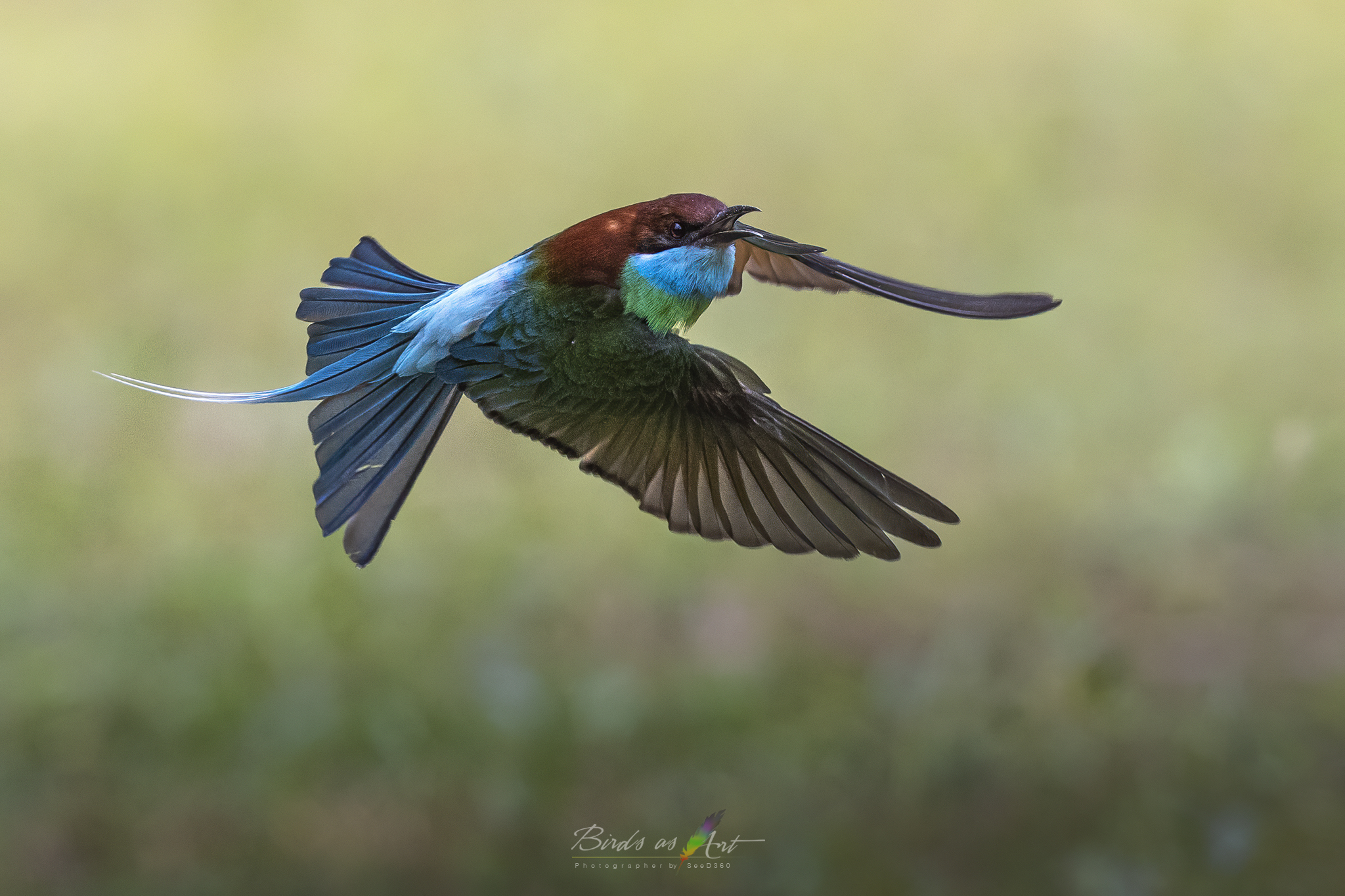 Blue- throated Bee-eater...
