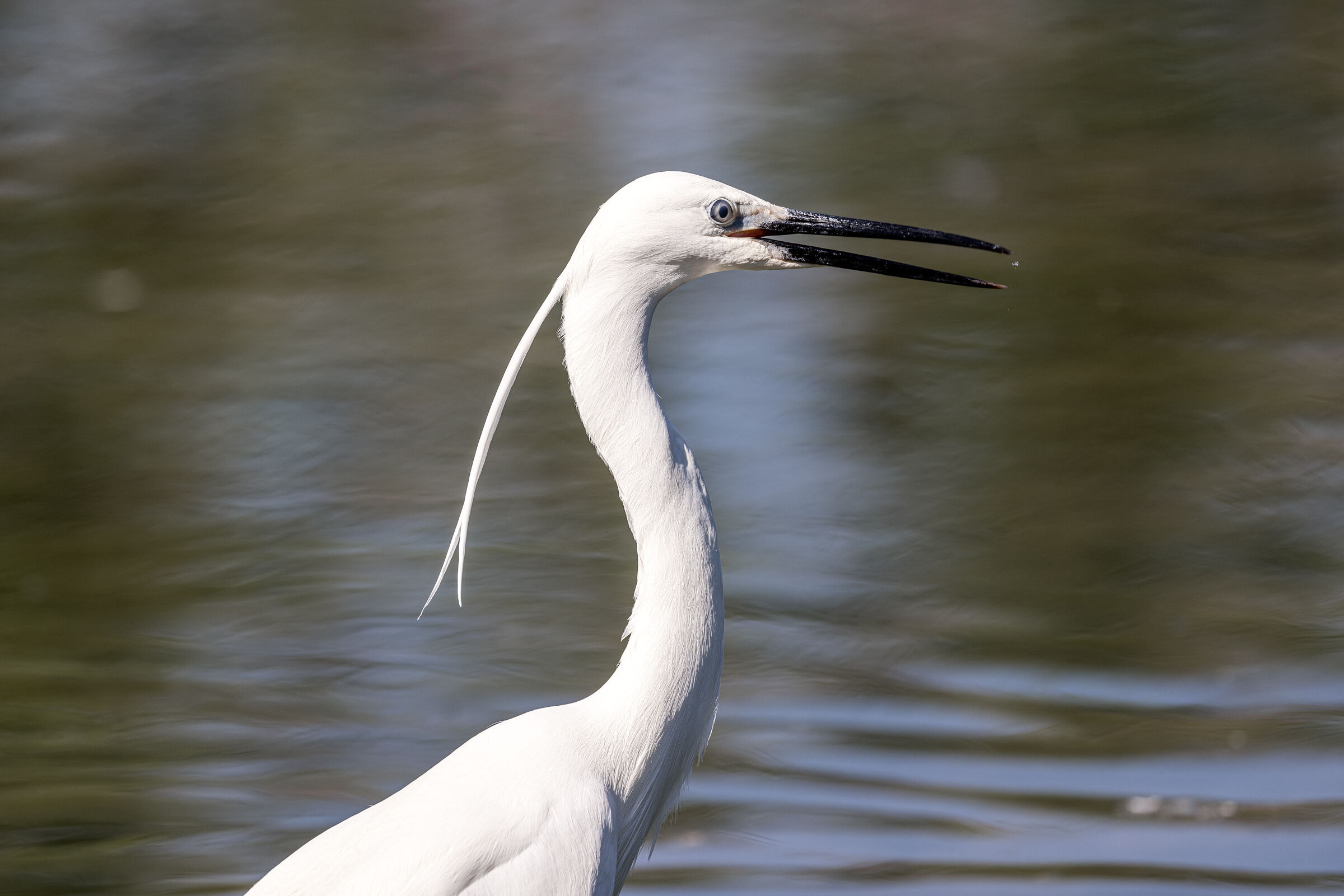 the profile of the egret...