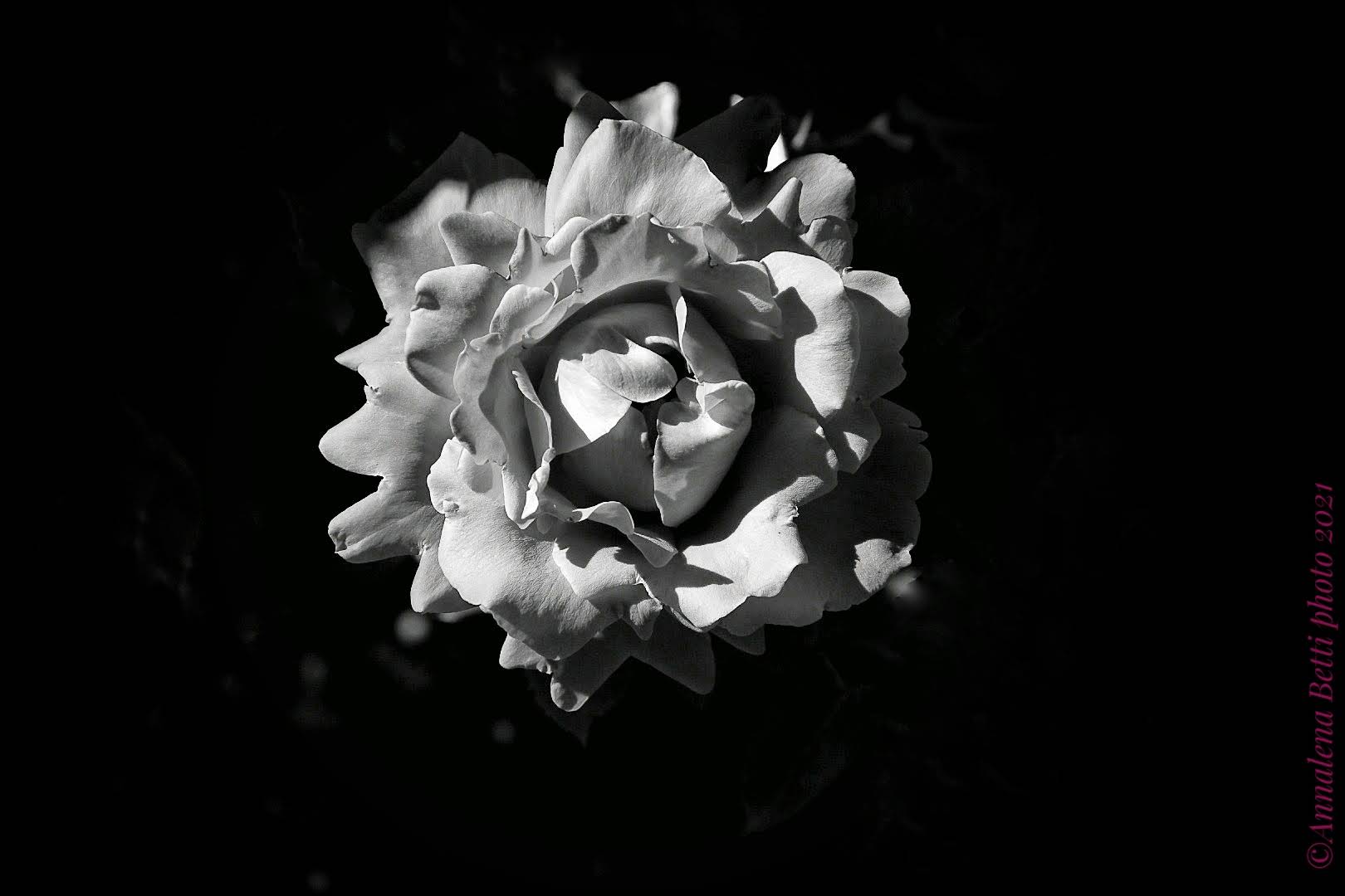 A black and white rose...