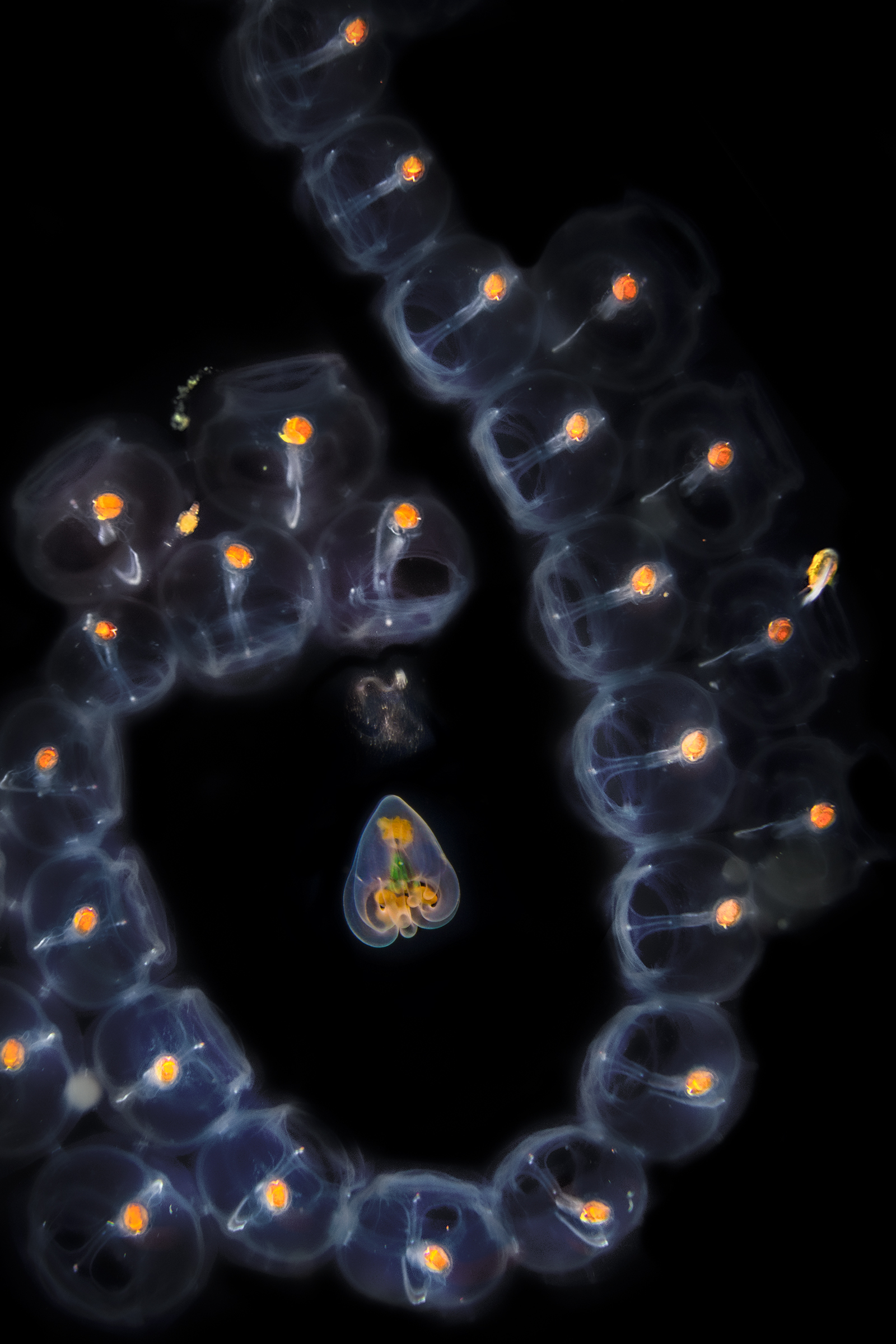 cinta di salpa e anemone in fase larvale...