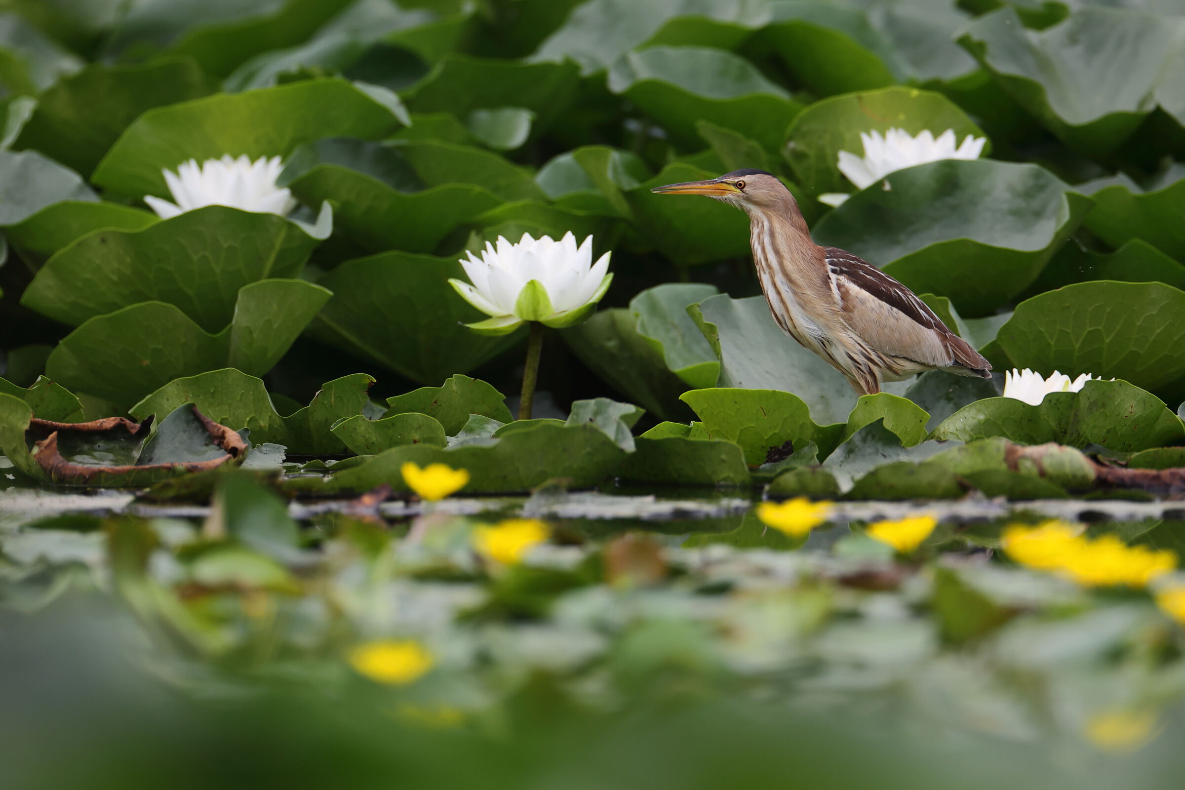 Tarabusin among water lilies...
