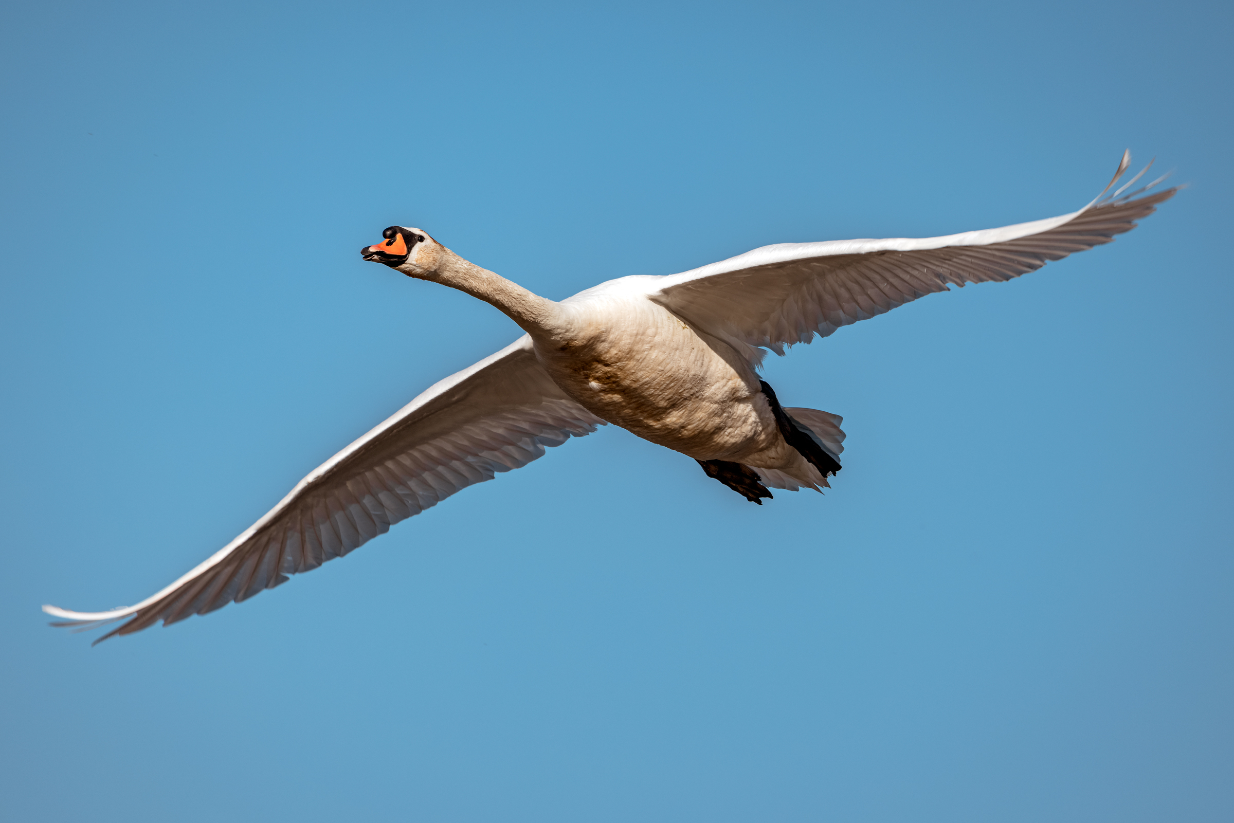 Royal swan in flight...
