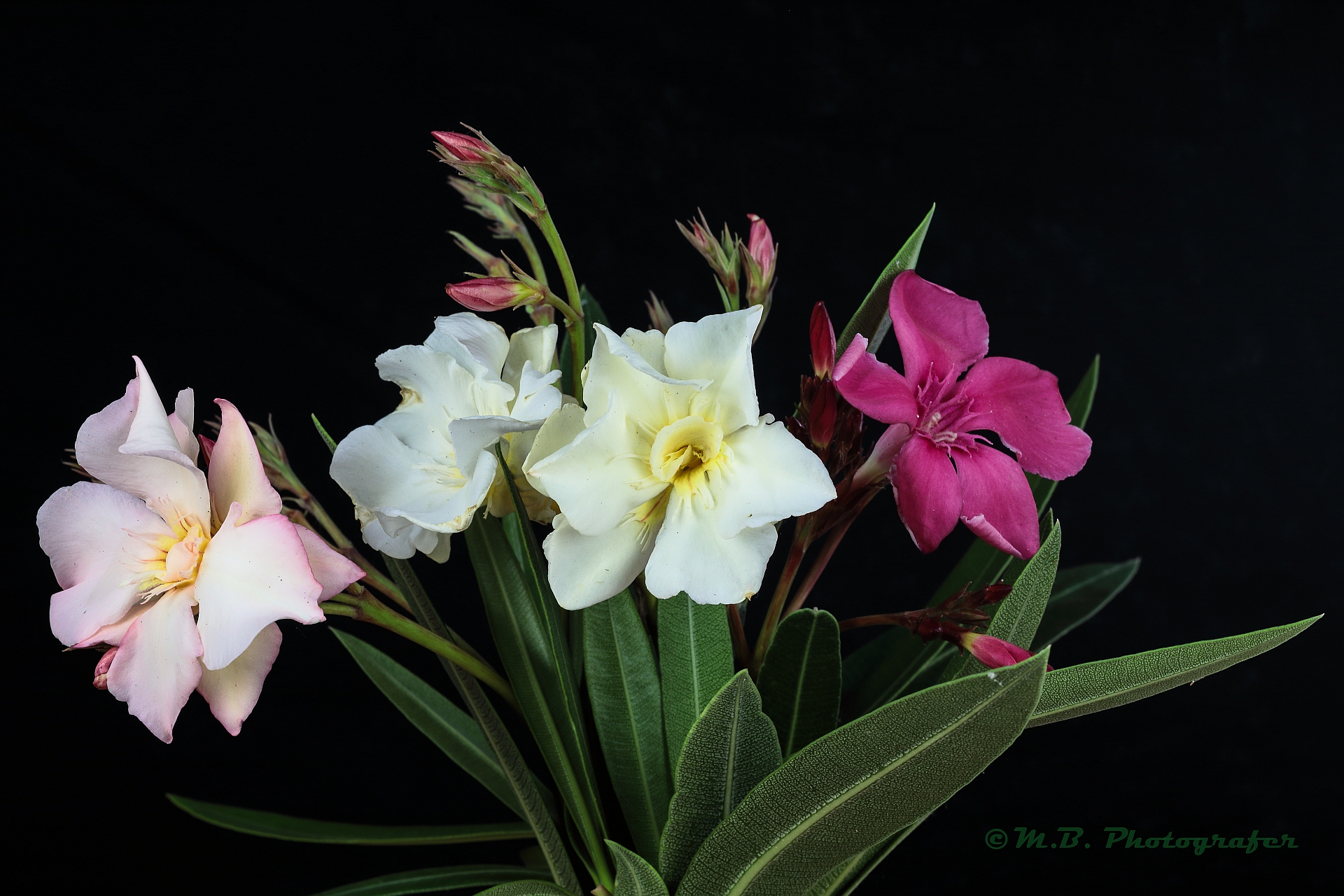the colors of the Oleander...