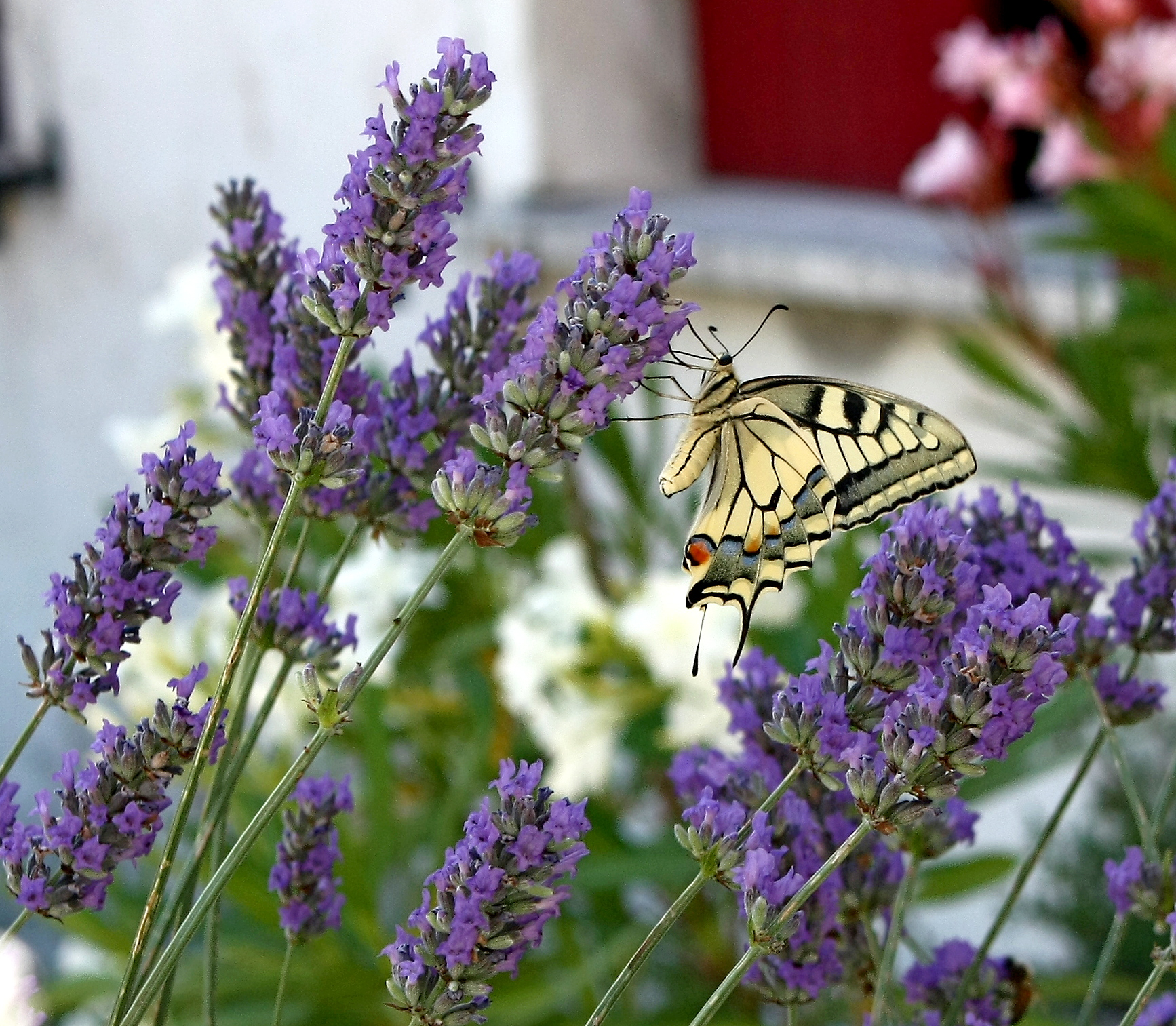 Butterfly in lavender...