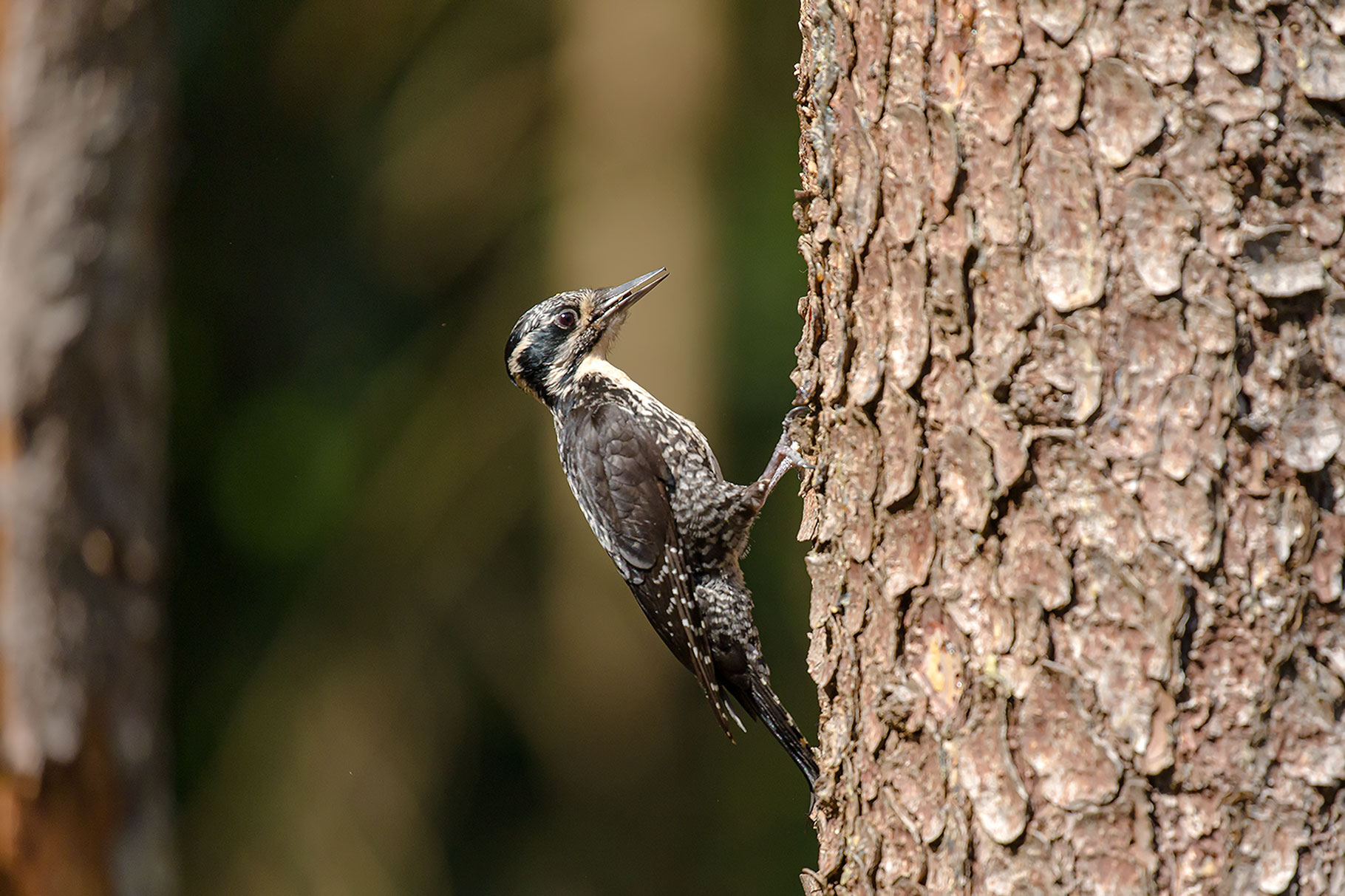 three-toed woodpecker...