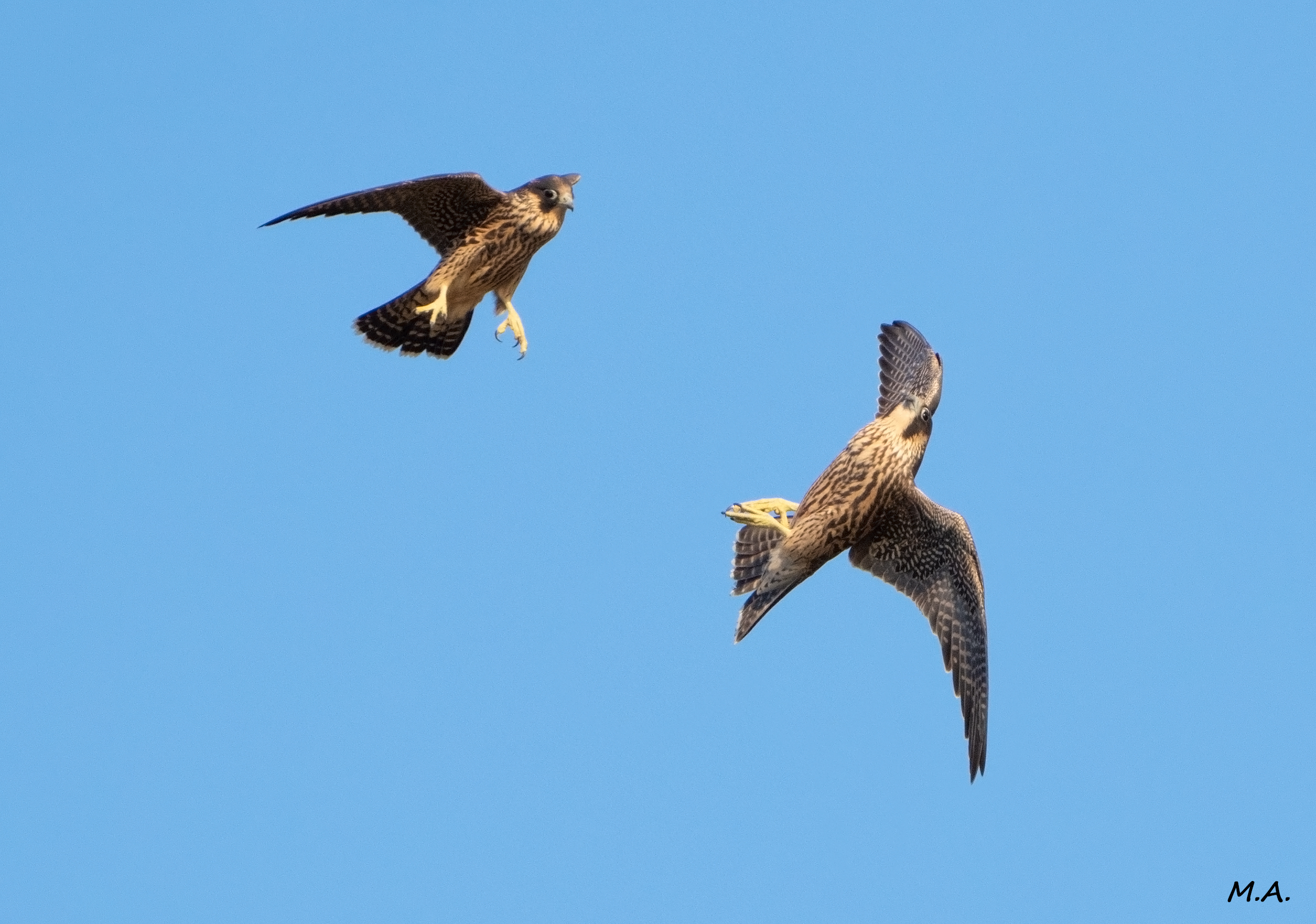 Young peregrine falcons, male vs female...