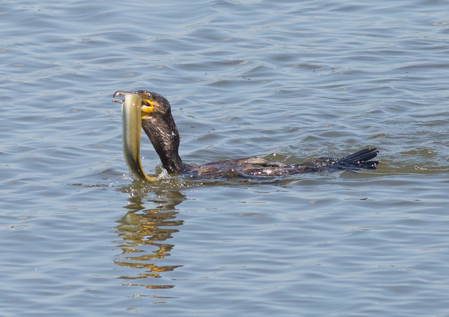 Gluttonous cormorant...
