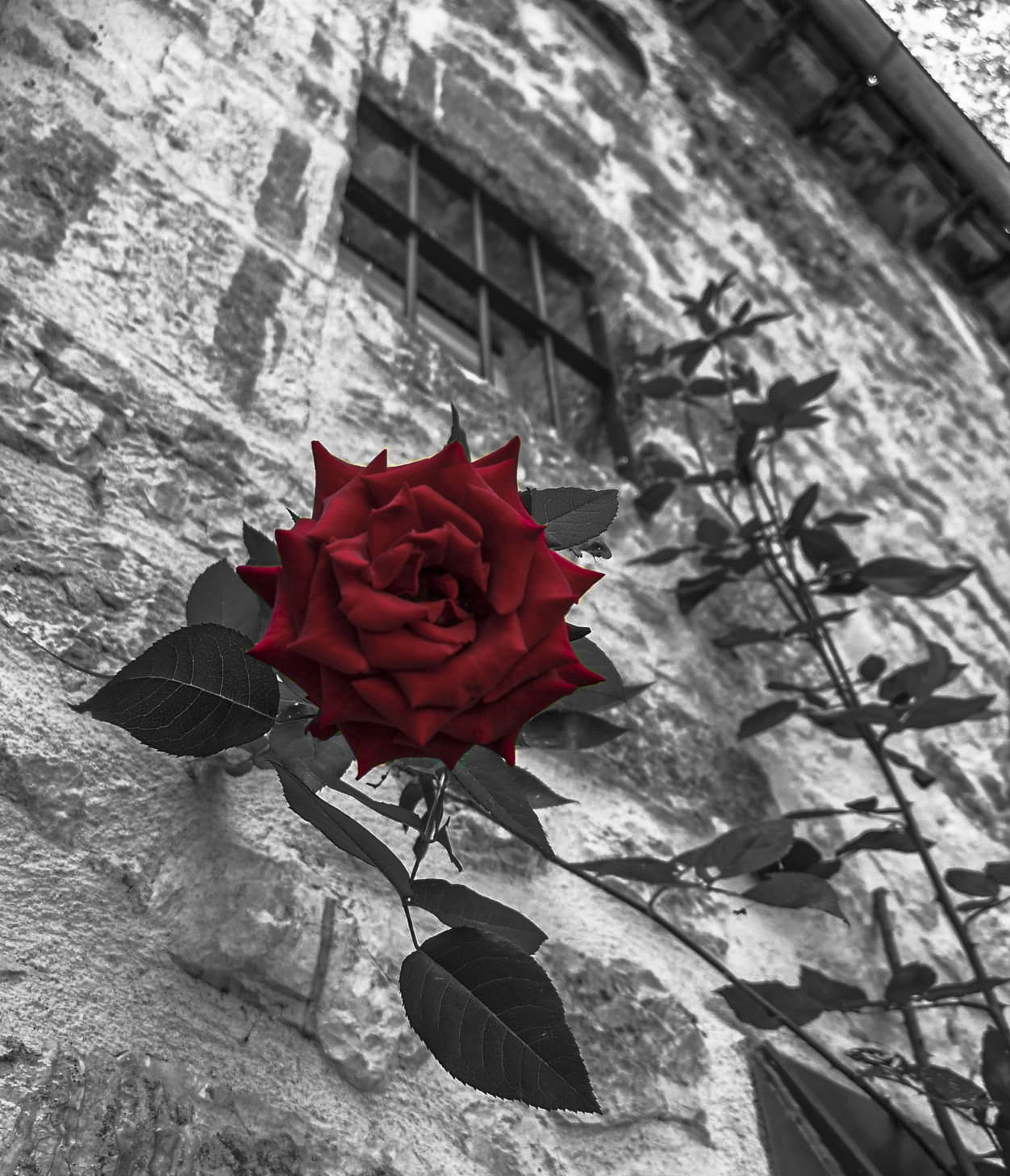 Scarlet rose...