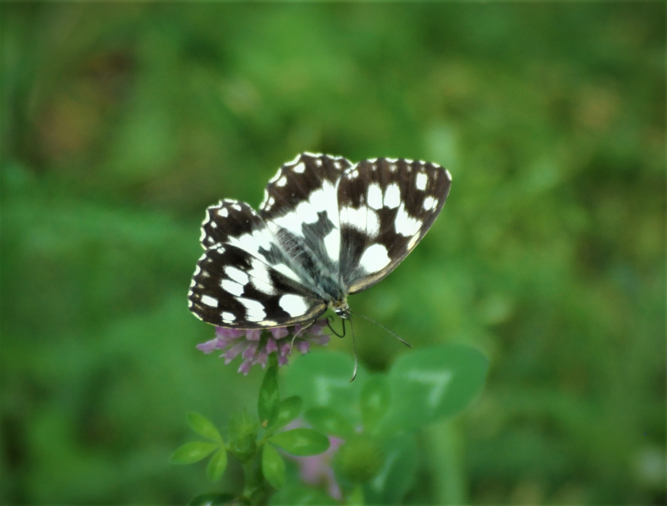 Butterfly drinking...
