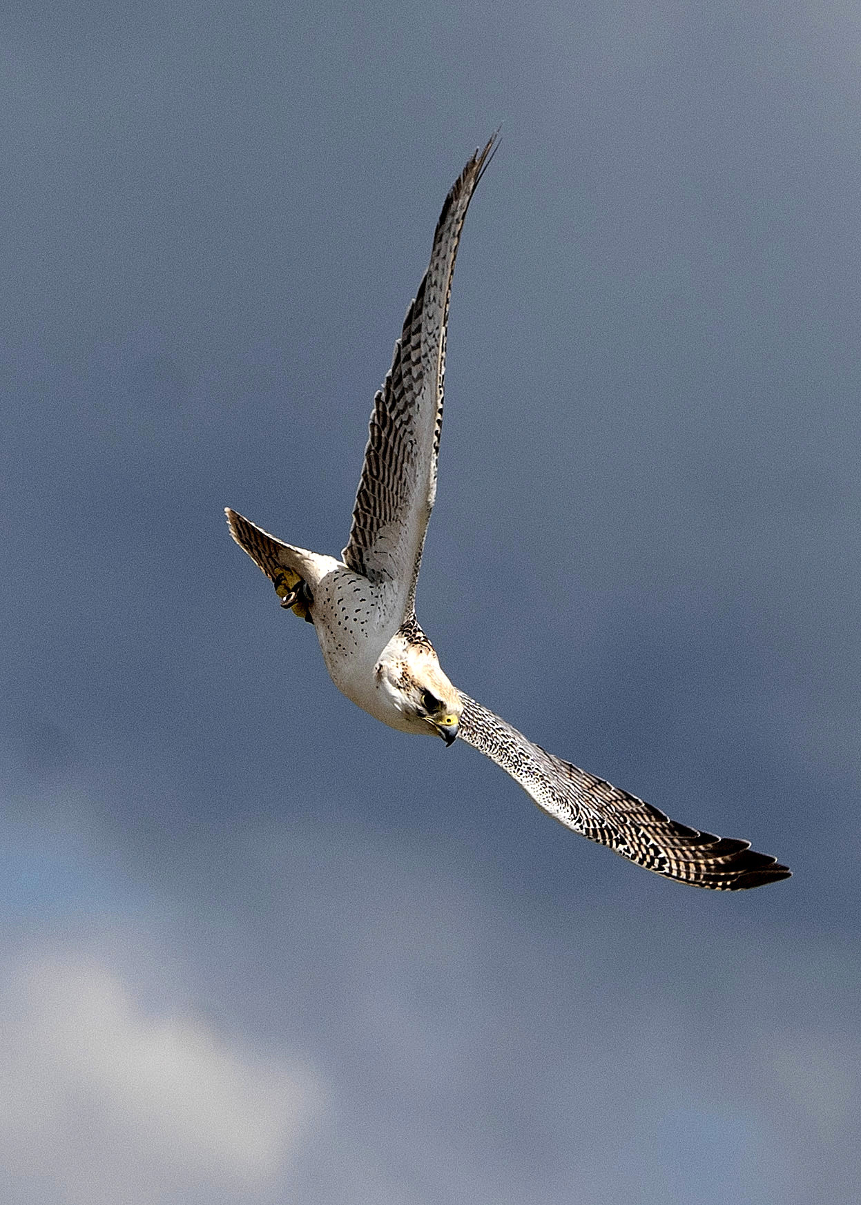 Falco rusticolus - Girfalco...