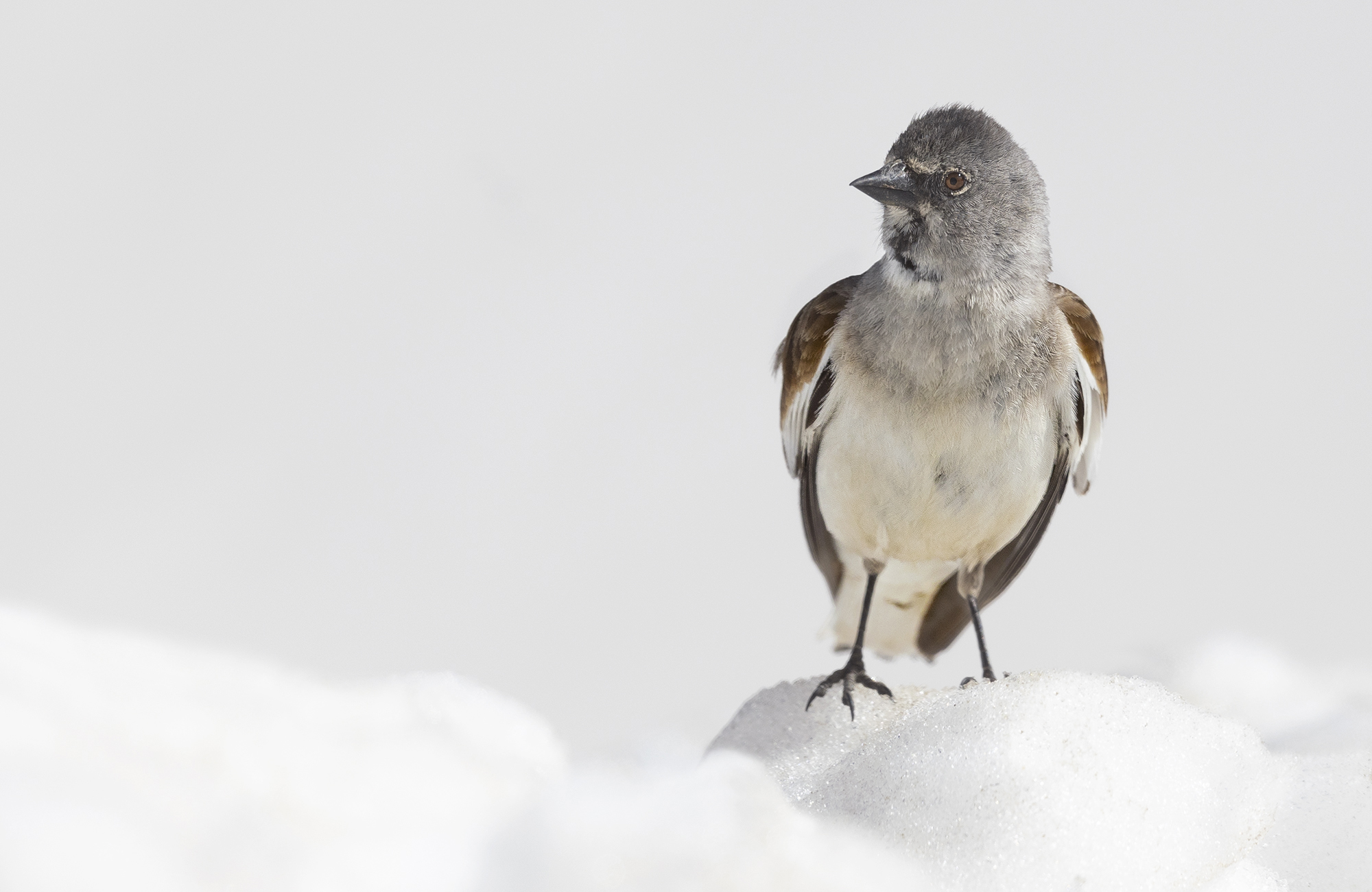 In the middle of the snow, in summer dress: alpine finch...