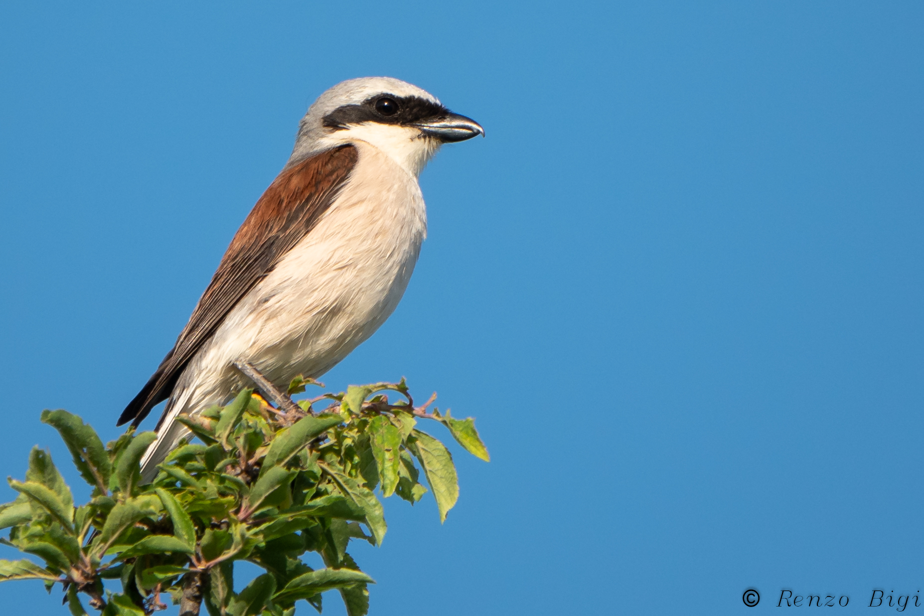 red-backed shrike...